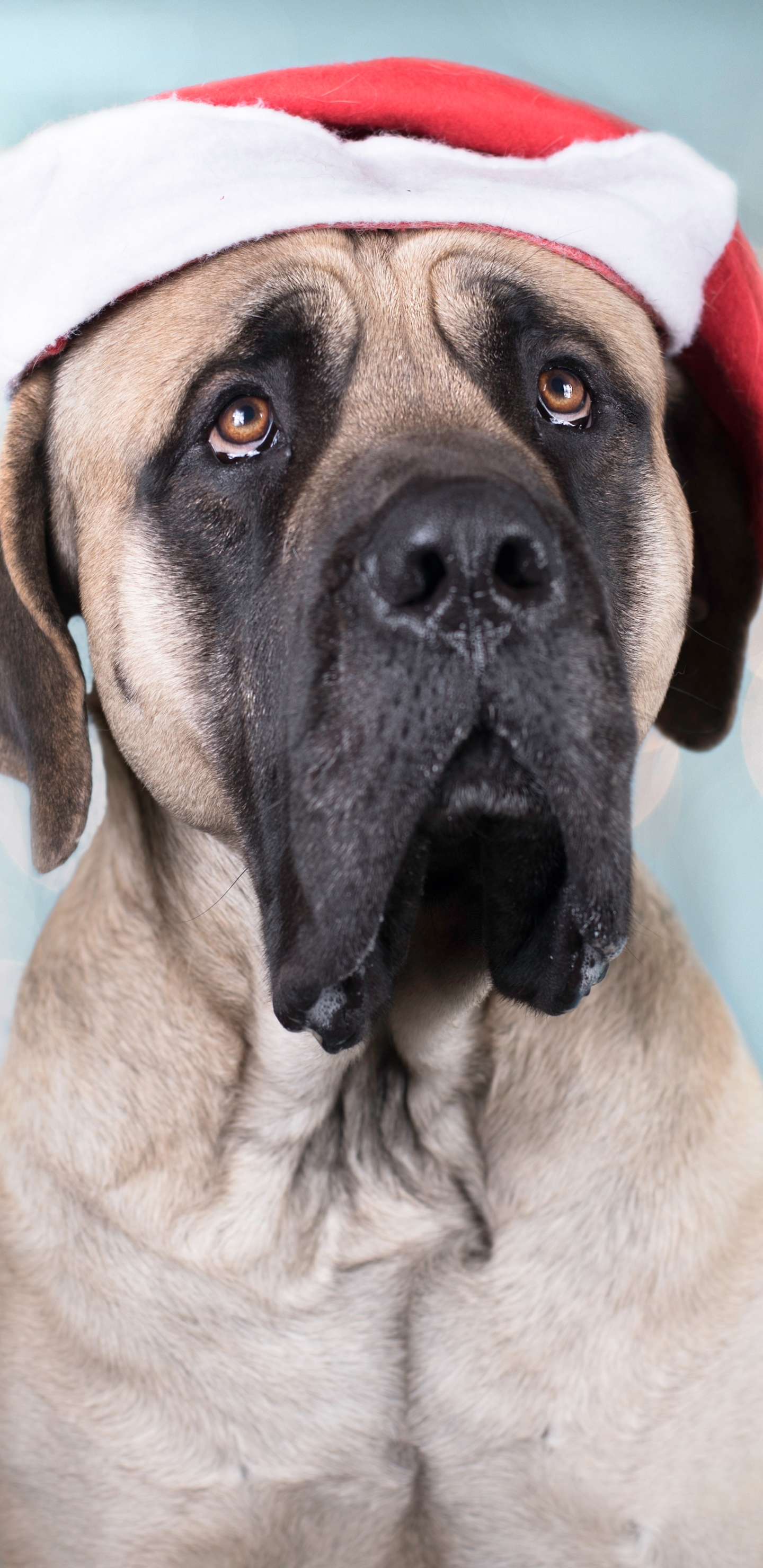 Free download wallpaper Dogs, Dog, Animal, Bokeh, Santa Hat on your PC desktop