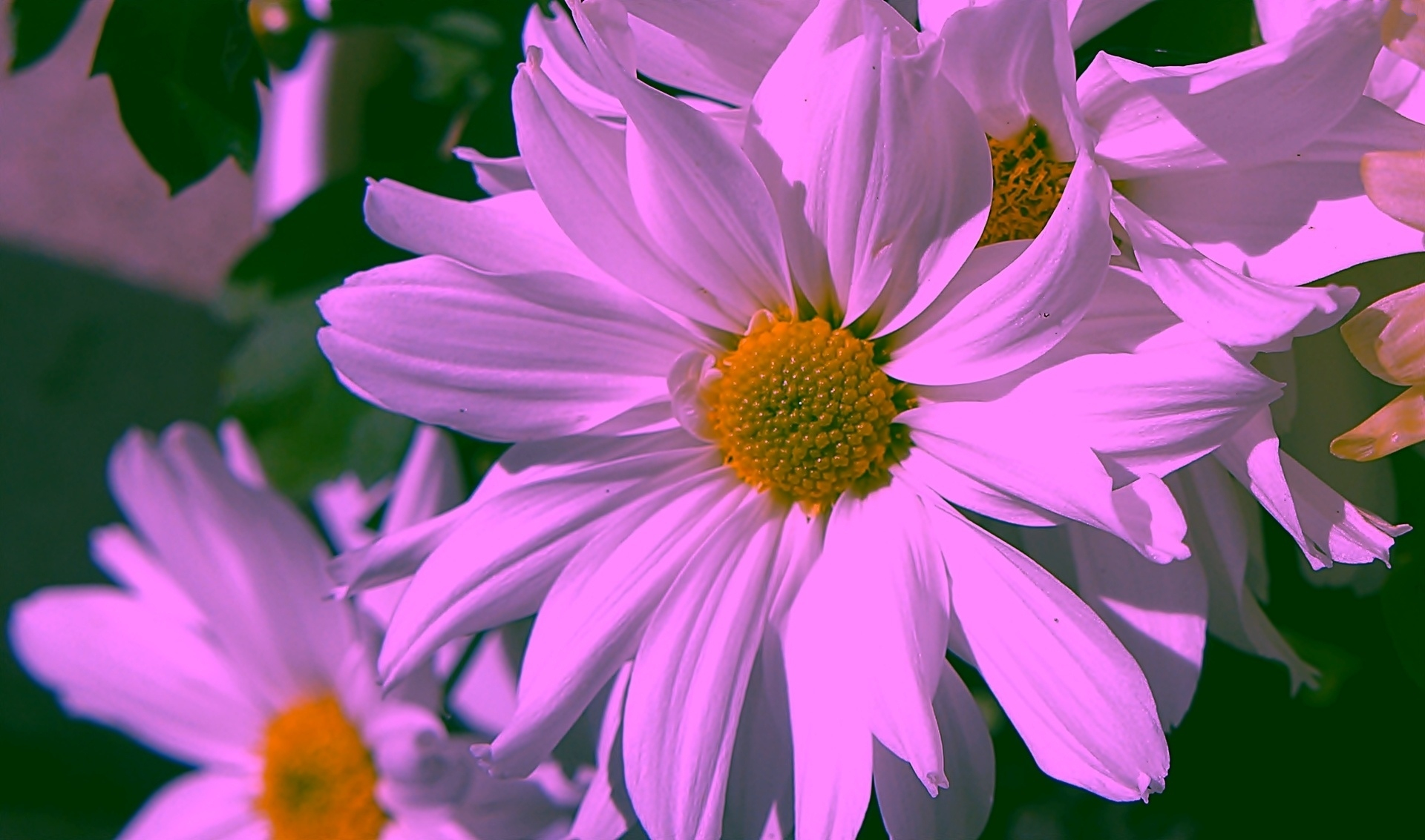 Descarga gratuita de fondo de pantalla para móvil de Flores, Flor, Margarita, Flor Purpura, Tierra/naturaleza.