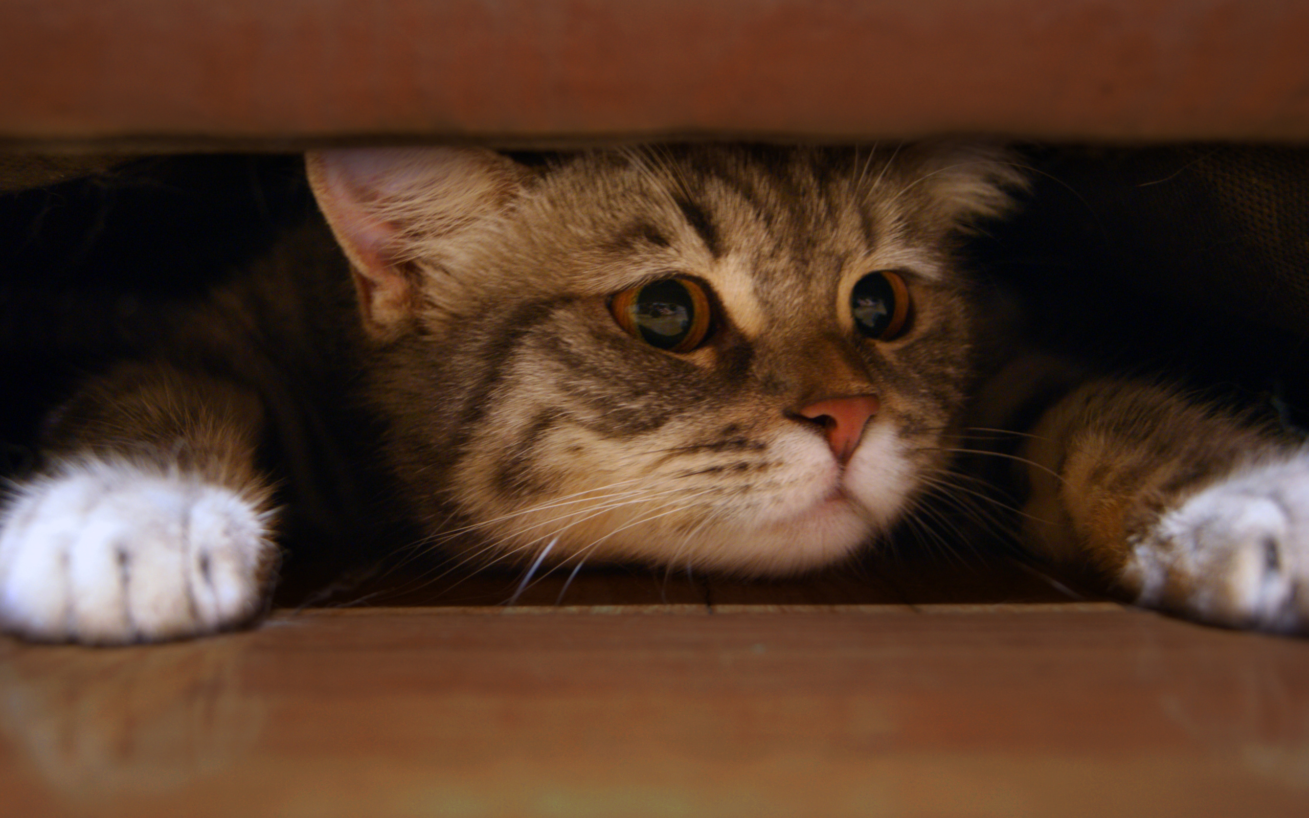 Baixe gratuitamente a imagem Animais, Gatos, Gato na área de trabalho do seu PC