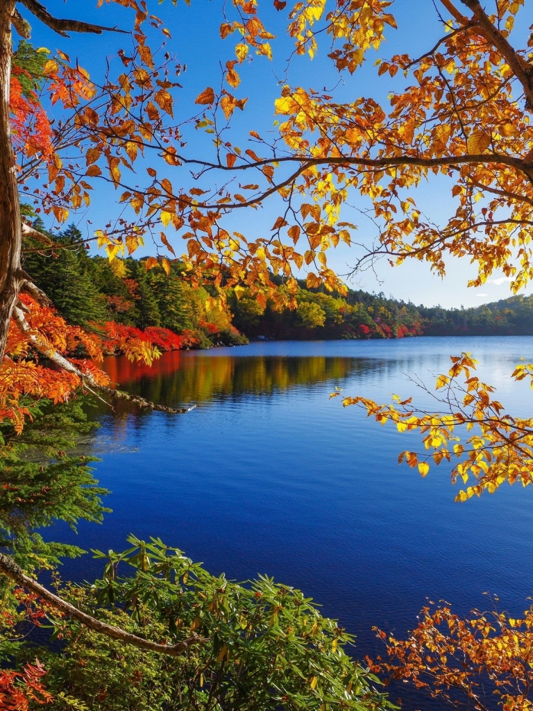 Download mobile wallpaper Lake, Tree, Fall, Earth for free.