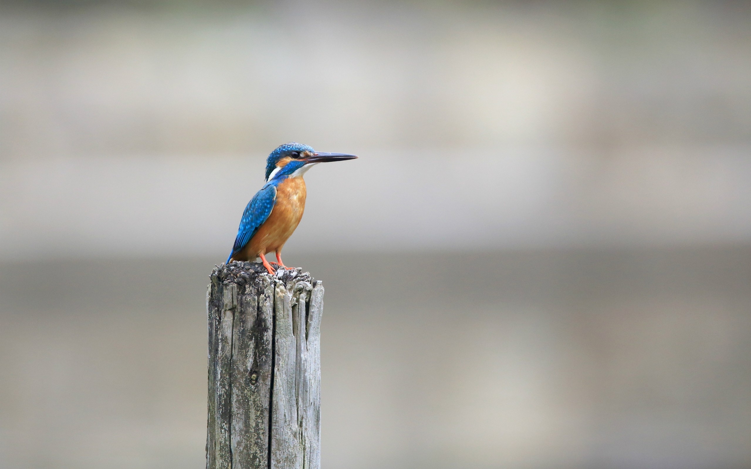 Baixe gratuitamente a imagem Animais, Aves, Guarda Rios na área de trabalho do seu PC