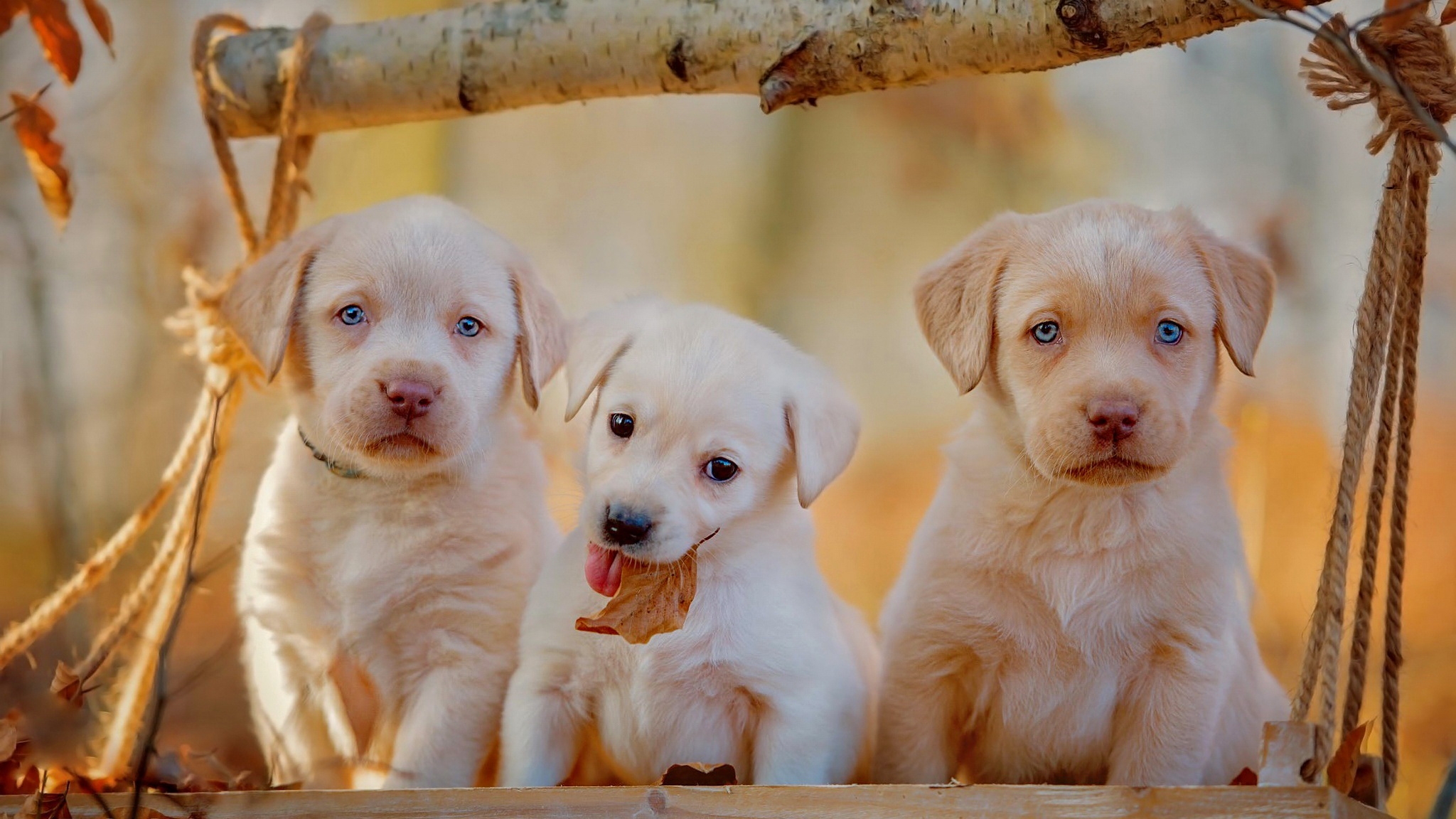 無料モバイル壁紙動物, 犬, 子犬, ラブラドール・レトリバー, 赤ちゃん動物をダウンロードします。