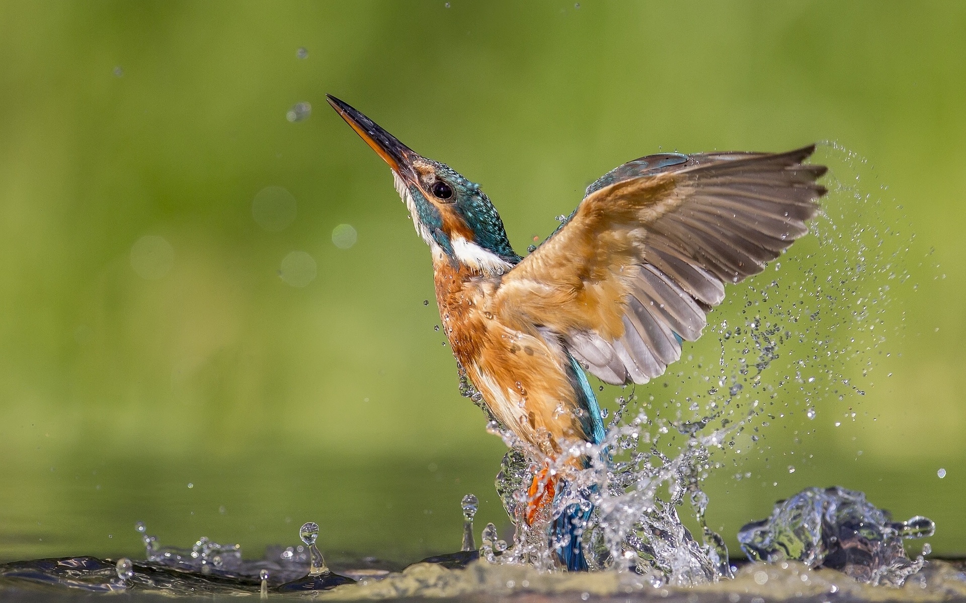 Free download wallpaper Kingfisher, Birds, Animal on your PC desktop