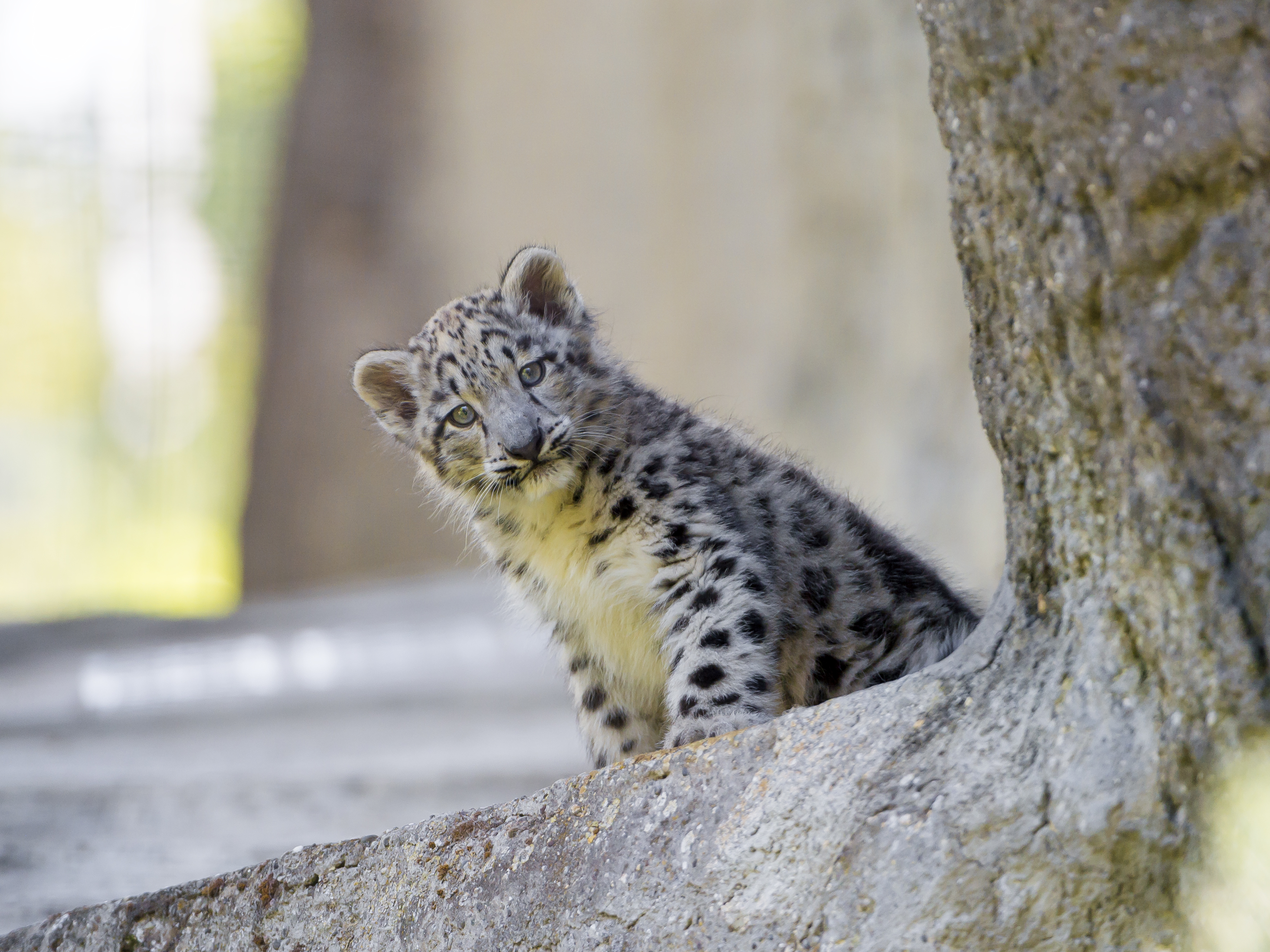 Free download wallpaper Cats, Snow Leopard, Animal, Baby Animal, Cub on your PC desktop