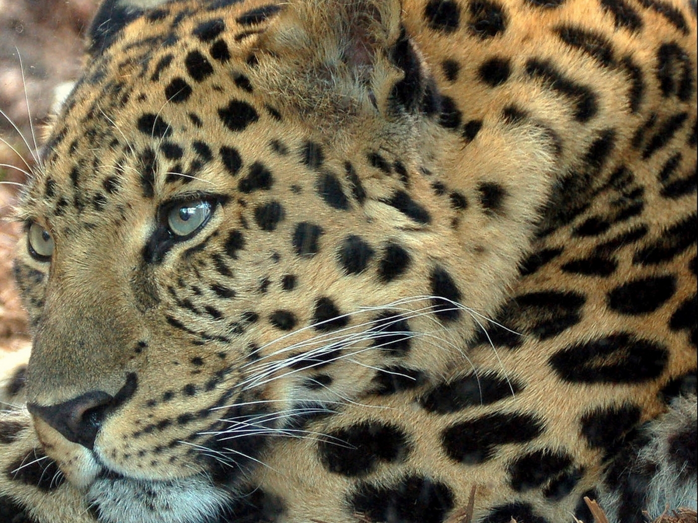 leopards, animals, yellow HD wallpaper