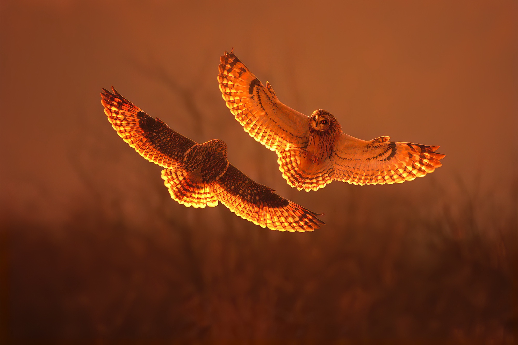 Download mobile wallpaper Birds, Sunset, Owl, Bird, Animal, Short Eared Owl for free.