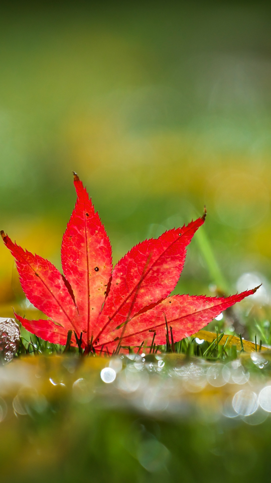 Download mobile wallpaper Nature, Leaf, Earth, Bokeh, Maple Leaf for free.