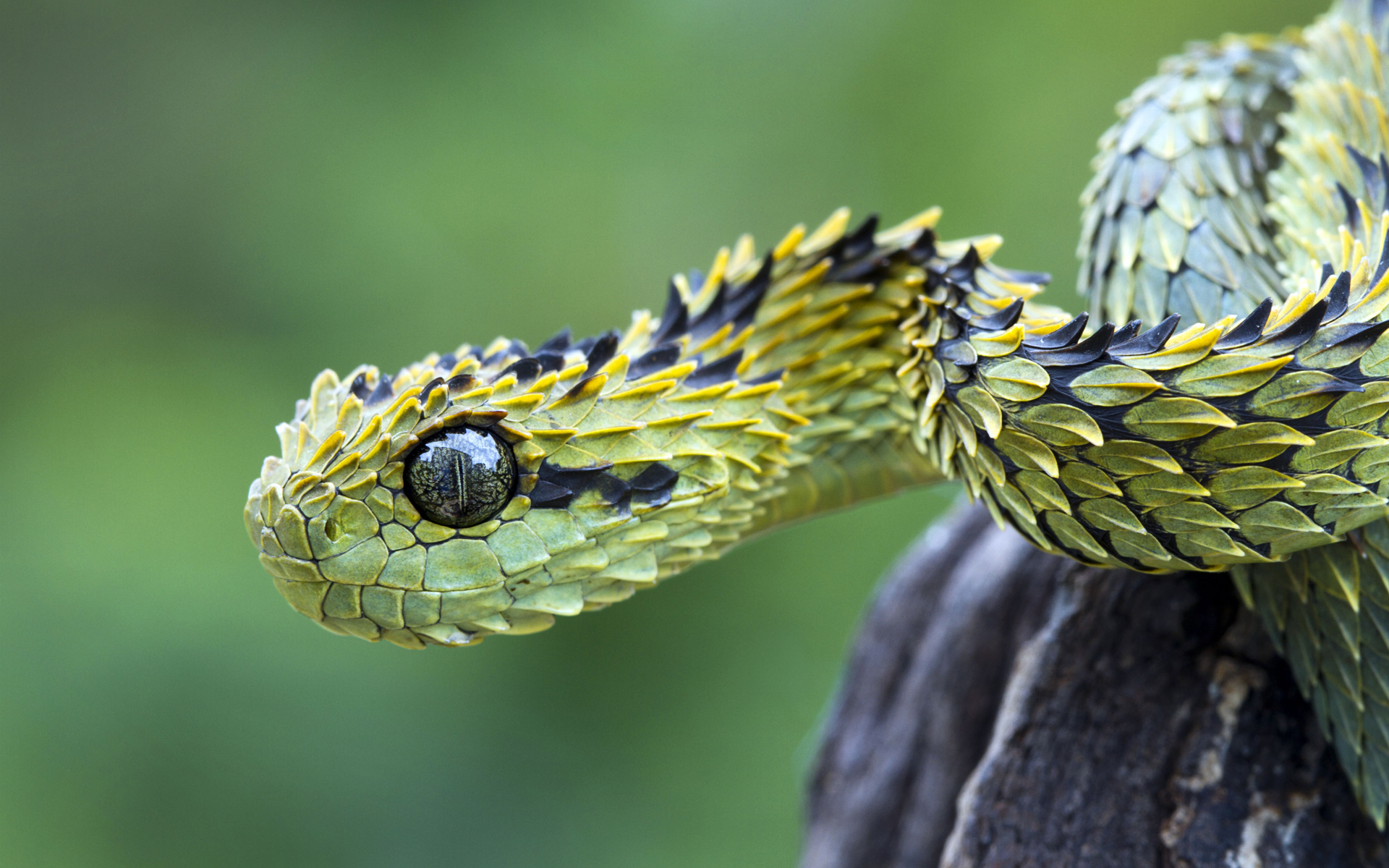 280035 Hintergrundbild herunterladen tiere, viper, schlange, reptilien - Bildschirmschoner und Bilder kostenlos