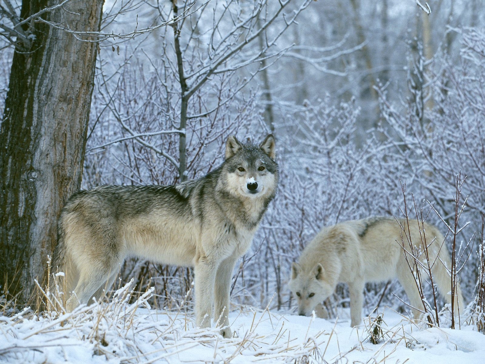 animals, wolfs, winter, snow, blue UHD