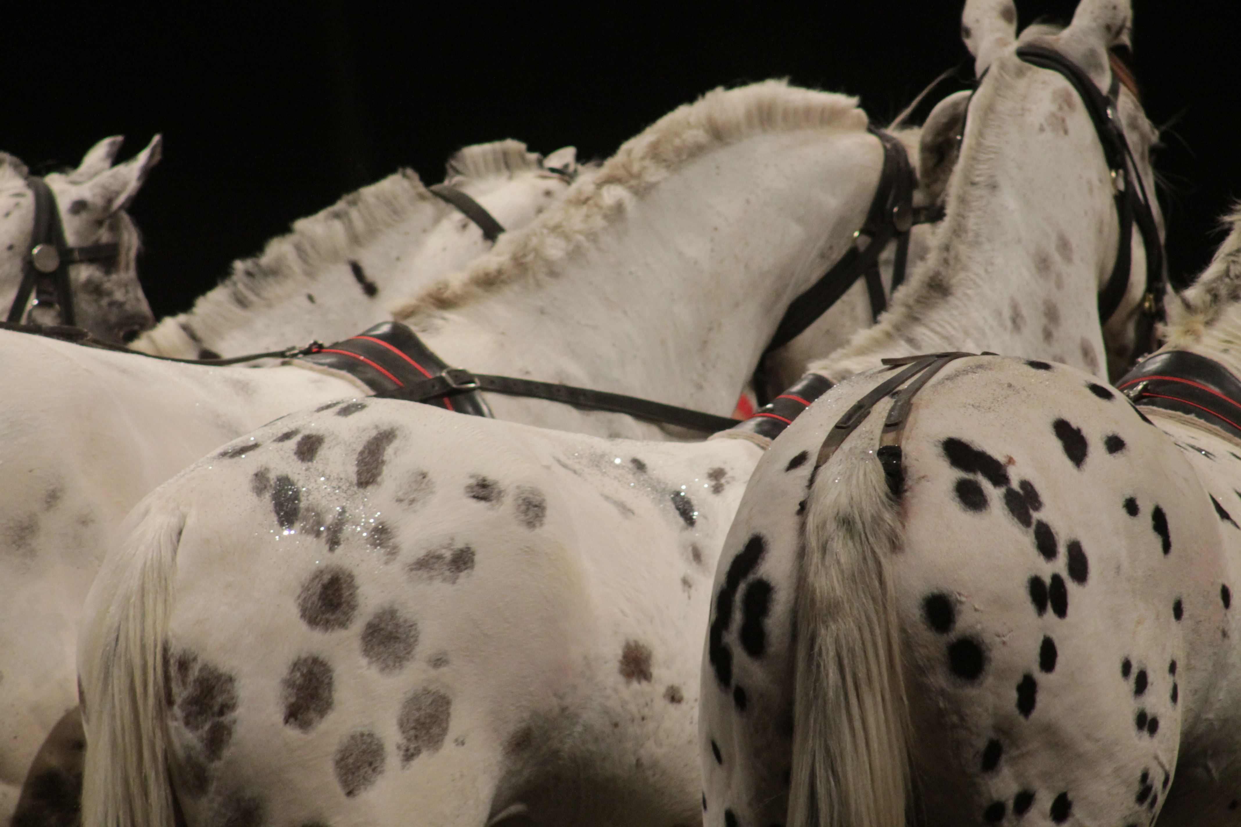 580402 скачать картинку лошадь, животные, цирк - обои и заставки бесплатно
