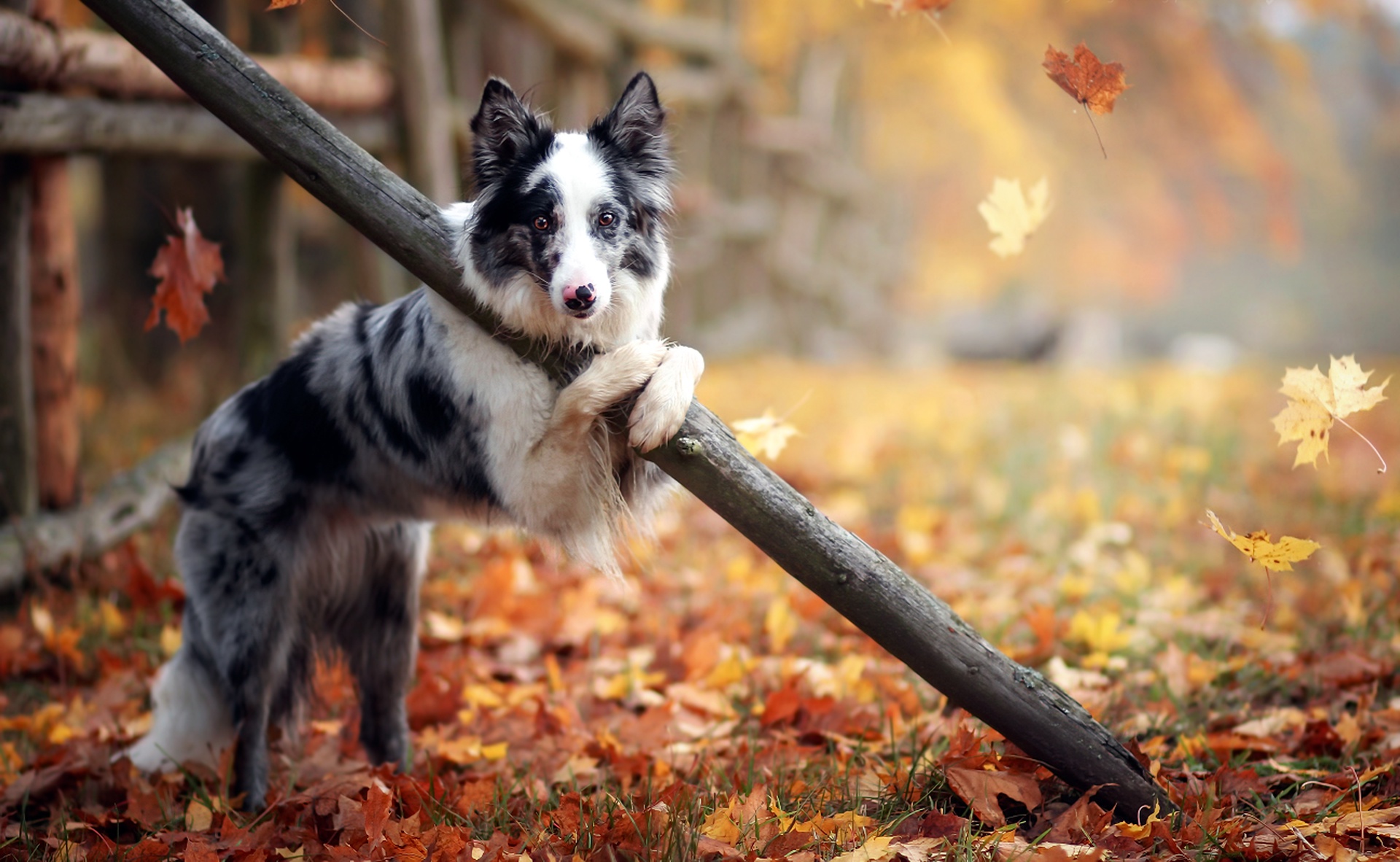 Download mobile wallpaper Dogs, Dog, Leaf, Fall, Animal, Depth Of Field for free.