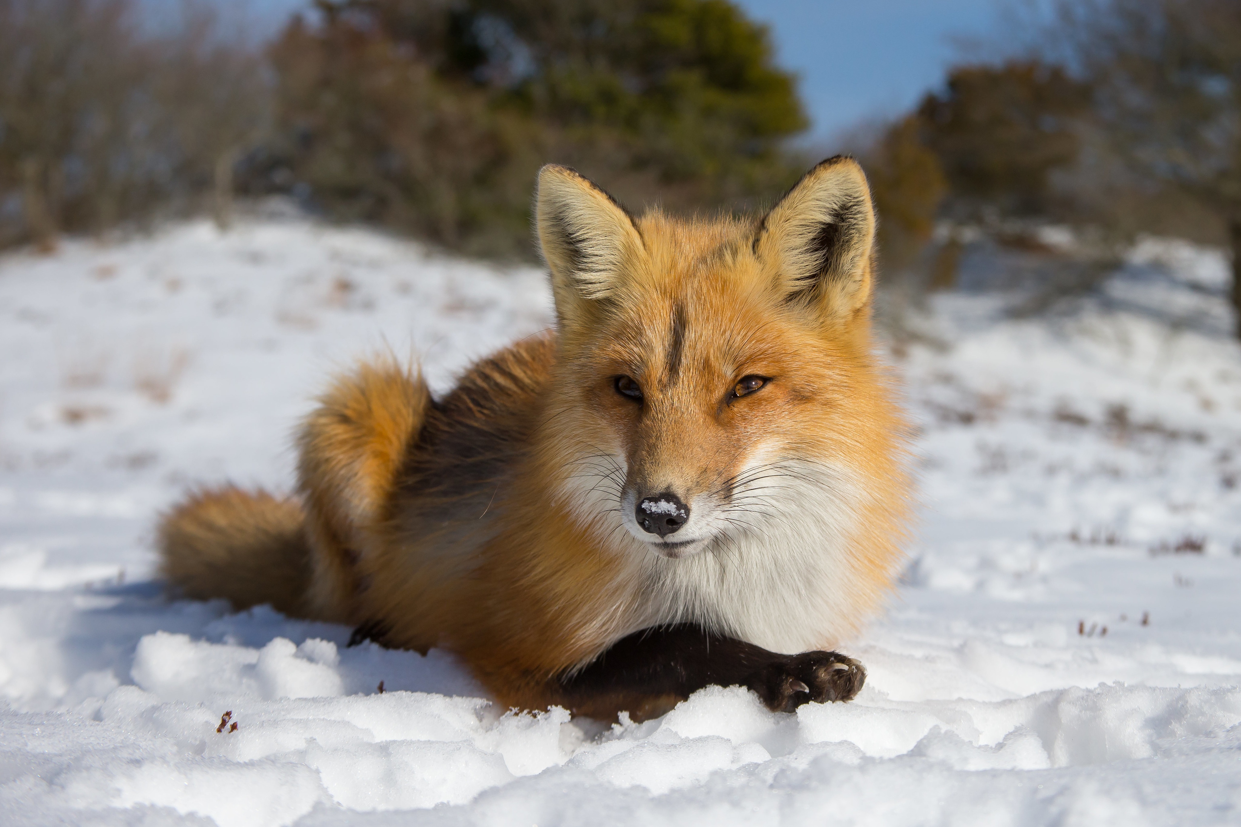 Handy-Wallpaper Tiere, Schnee, Fuchs kostenlos herunterladen.