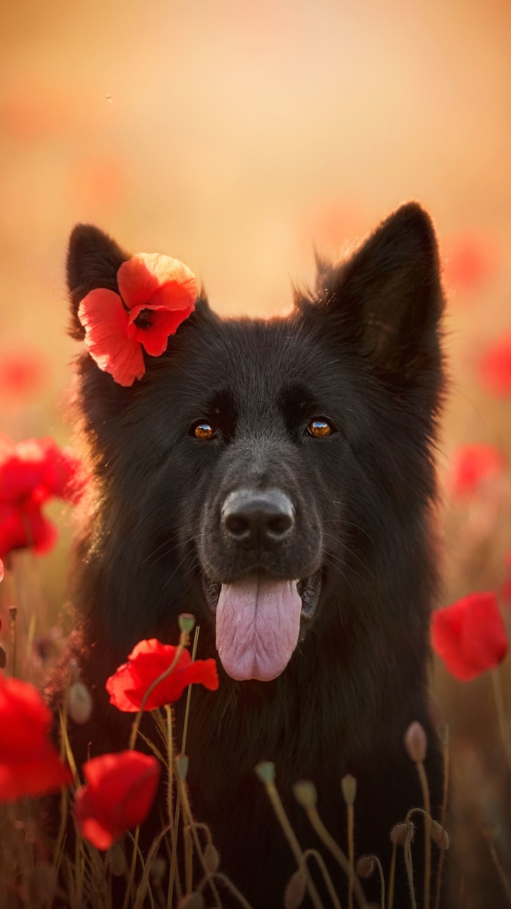 Download mobile wallpaper Dogs, Flower, Dog, Animal, Poppy, Belgian Shepherd, Red Flower for free.