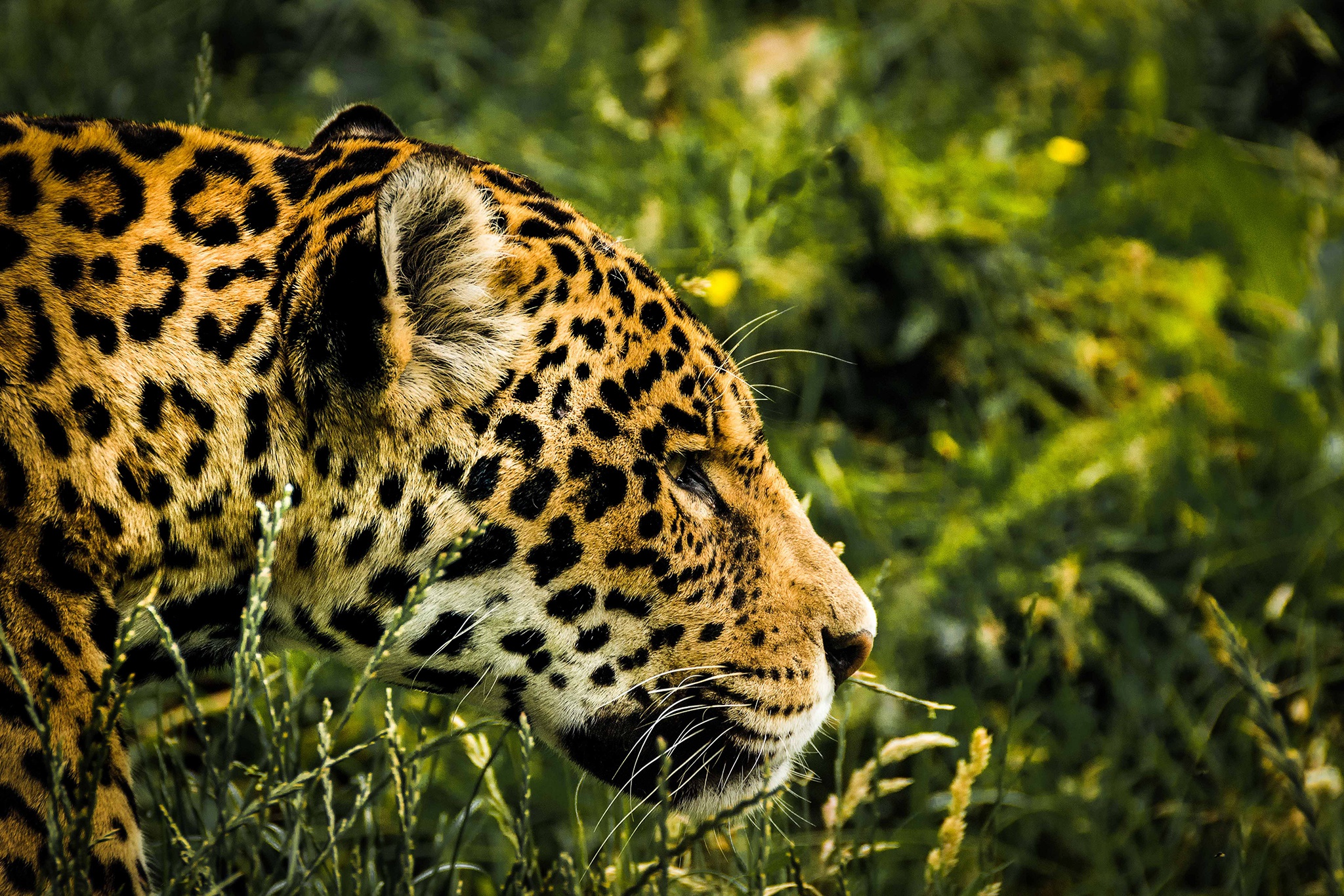 Handy-Wallpaper Tiere, Katzen, Jaguar, Nahansicht kostenlos herunterladen.