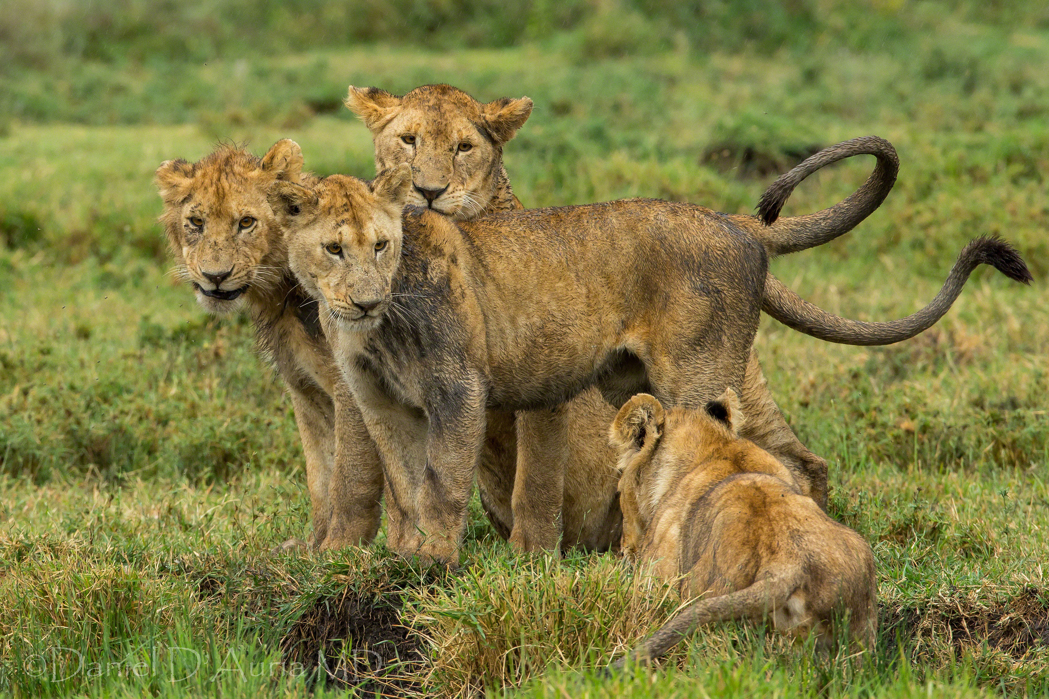 Téléchargez gratuitement l'image Animaux, Chats, Lion sur le bureau de votre PC