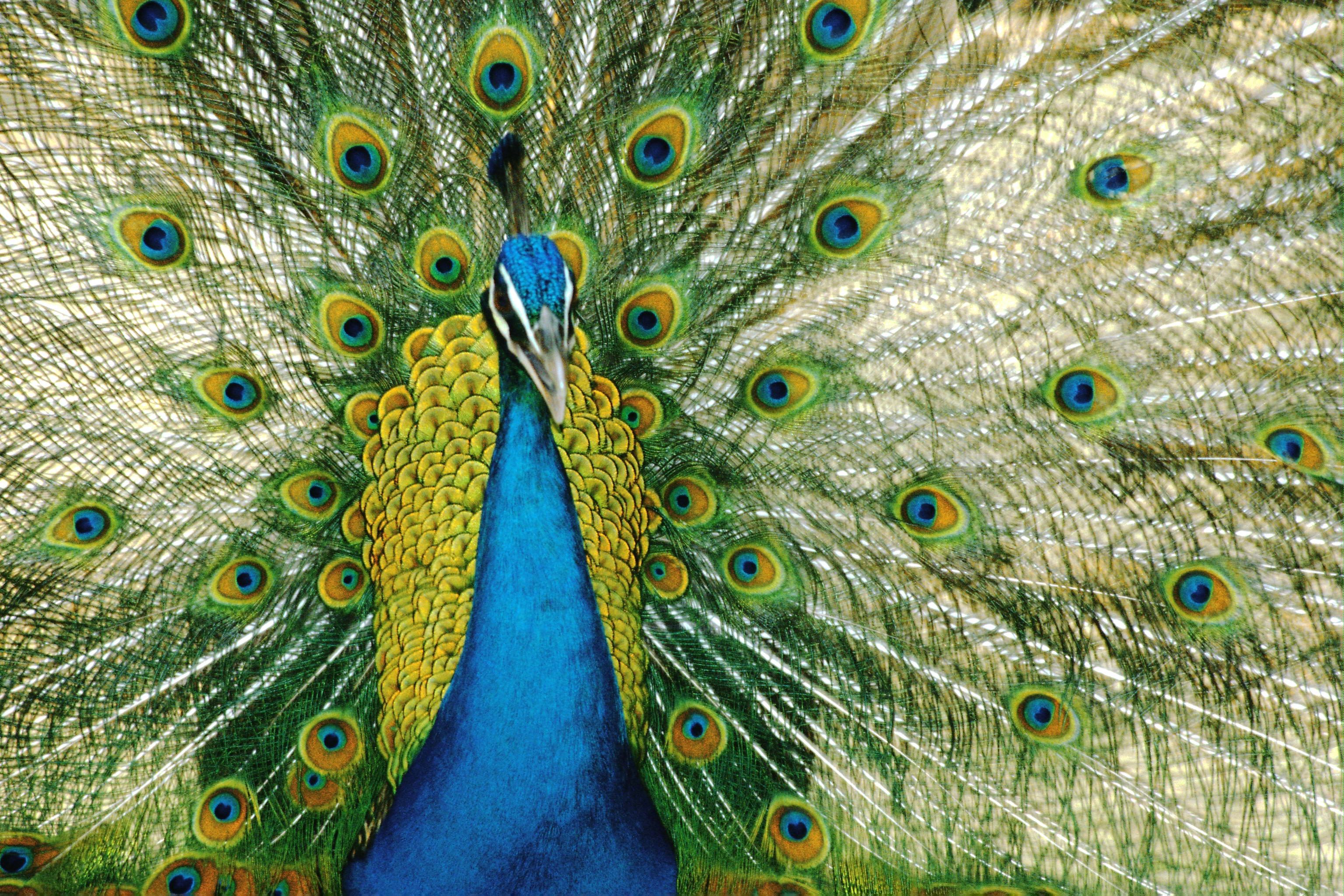 Laden Sie das Tiere, Vögel, Pfau-Bild kostenlos auf Ihren PC-Desktop herunter