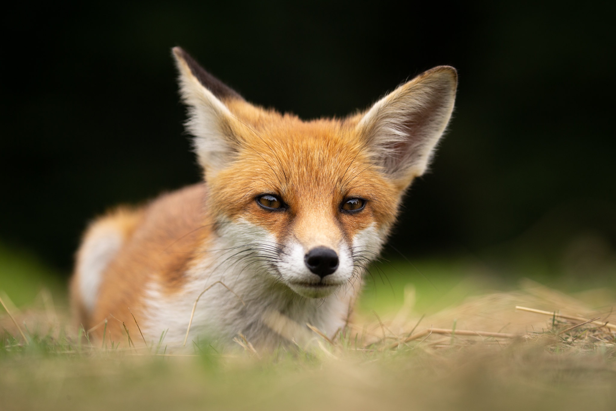 Téléchargez gratuitement l'image Animaux, Renard sur le bureau de votre PC