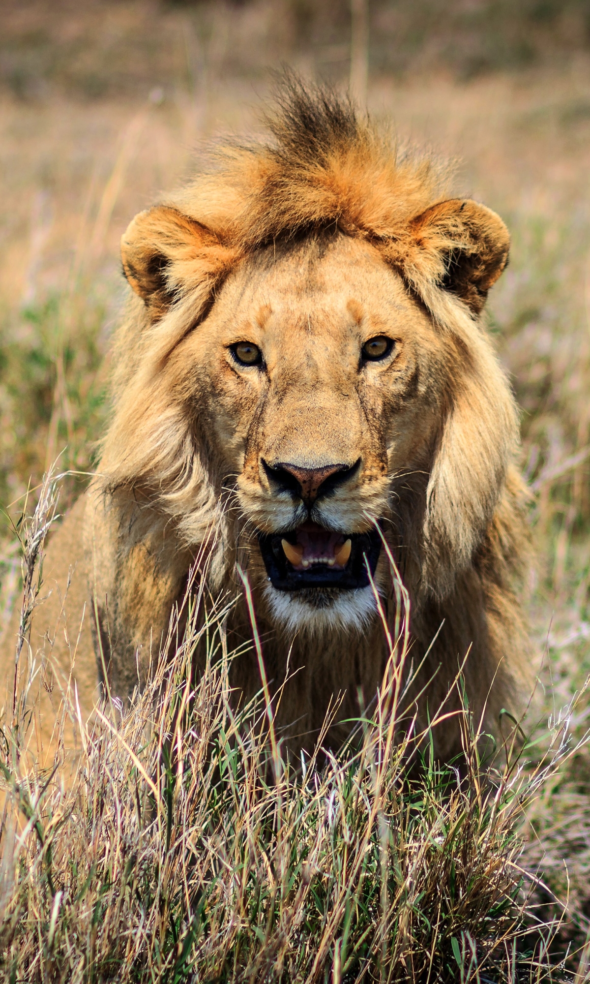 Téléchargez des papiers peints mobile Animaux, Chats, Lion gratuitement.