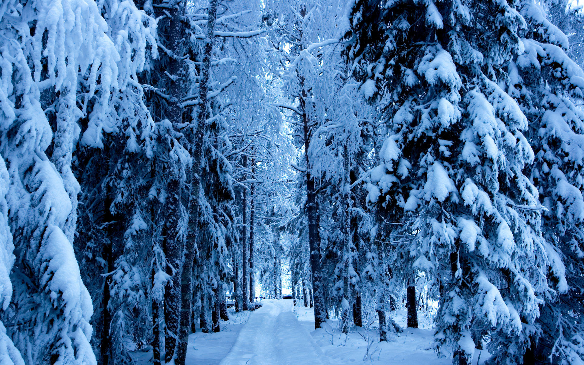 Laden Sie das Winter, Erde/natur-Bild kostenlos auf Ihren PC-Desktop herunter