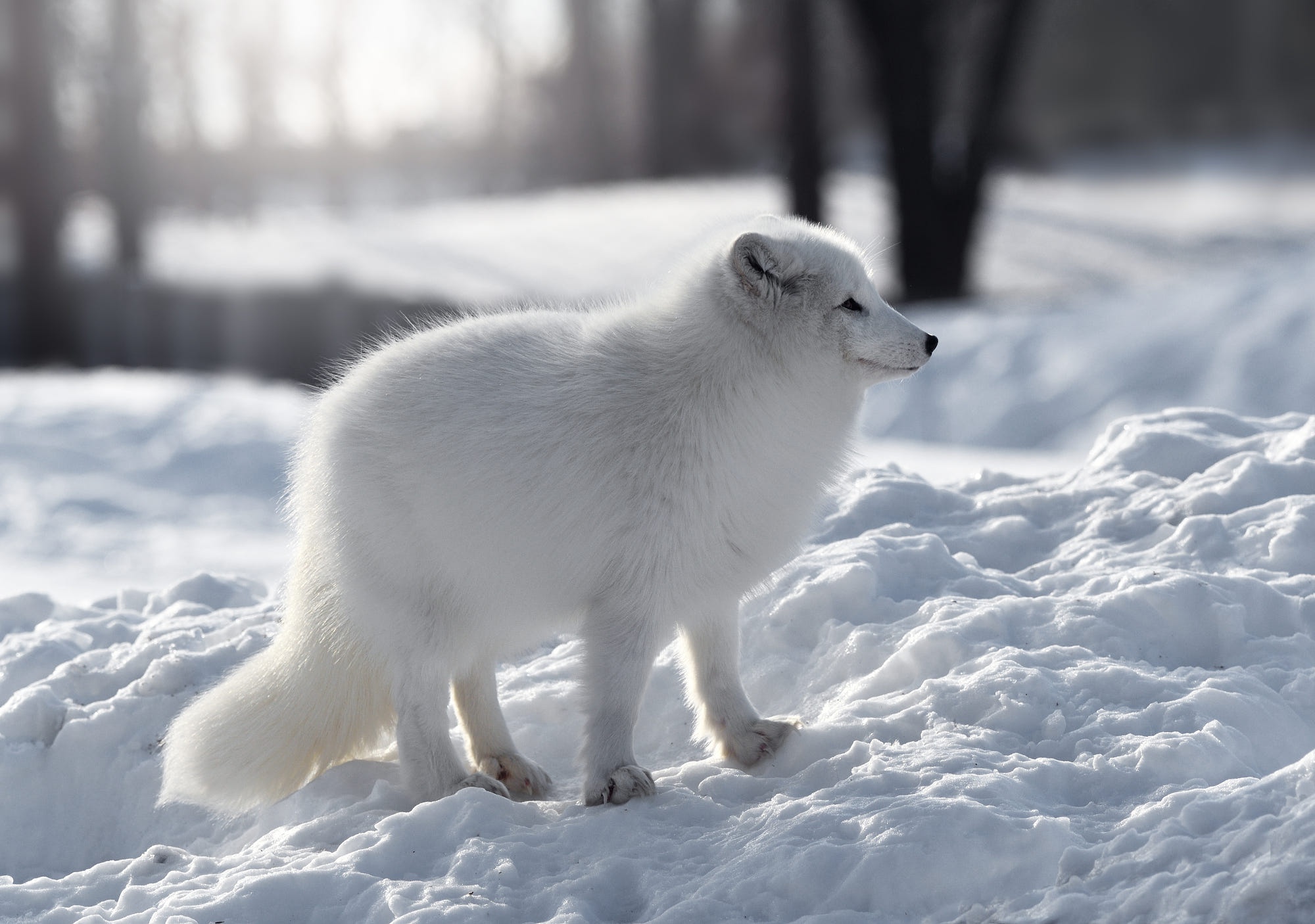 Baixe gratuitamente a imagem Animais, Inverno, Cães, Neve, Raposa Do Ártico na área de trabalho do seu PC