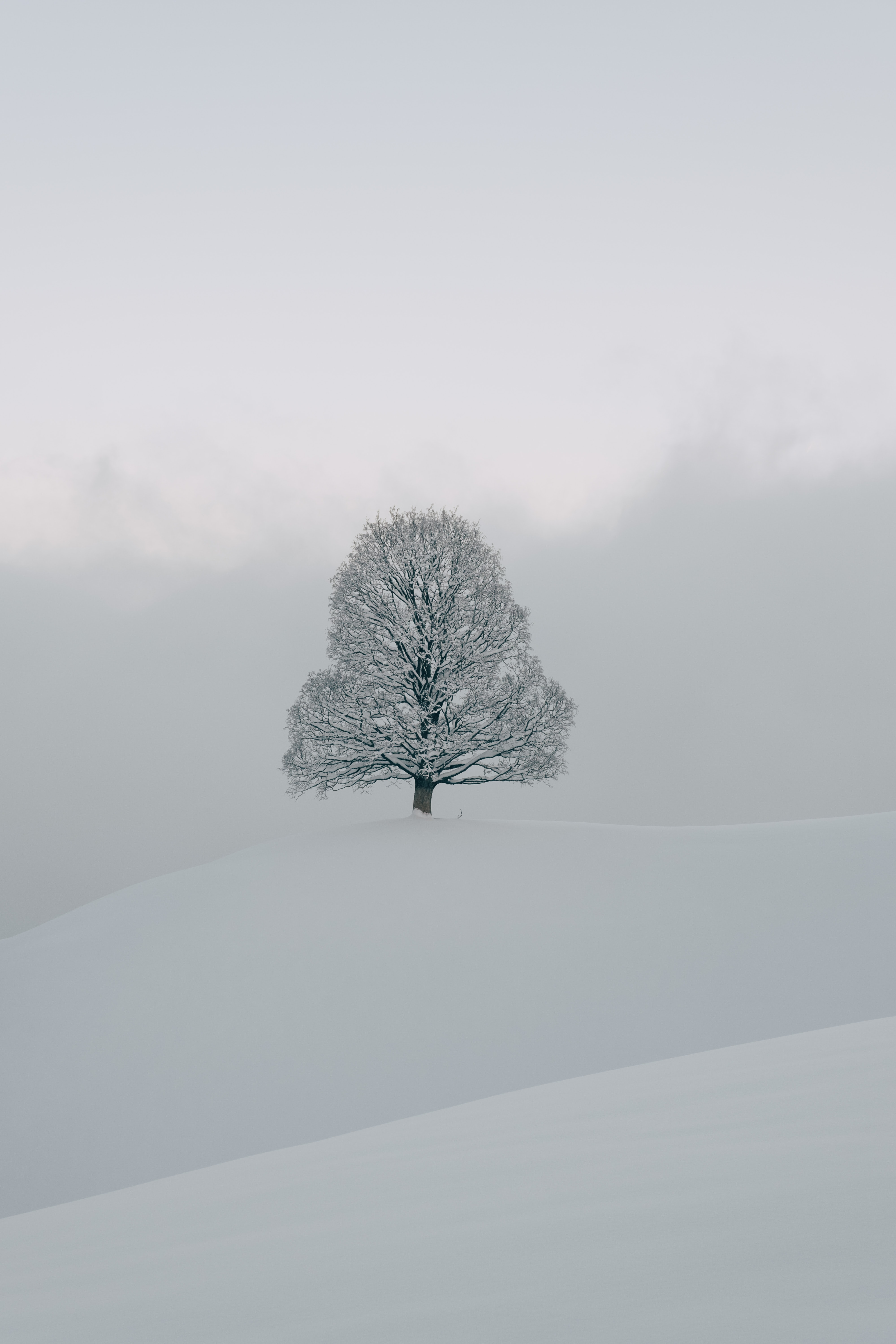 Скачать картинку Дерево, Белый, Природа, Снег, Зима в телефон бесплатно.