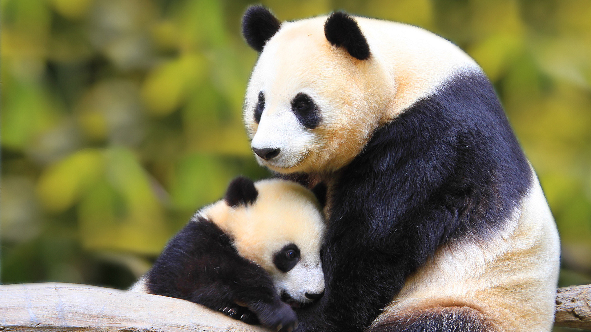 169470 Bild herunterladen tiere, panda - Hintergrundbilder und Bildschirmschoner kostenlos