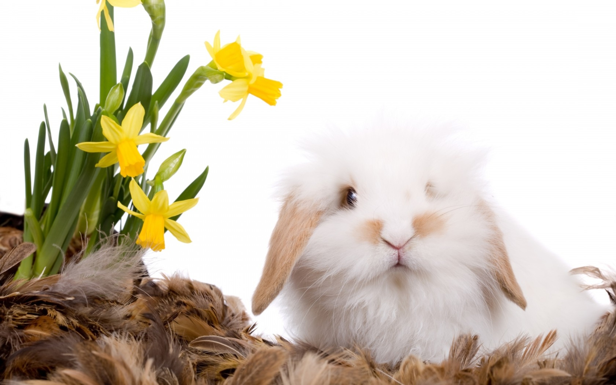 Download mobile wallpaper Animal, Rabbit for free.