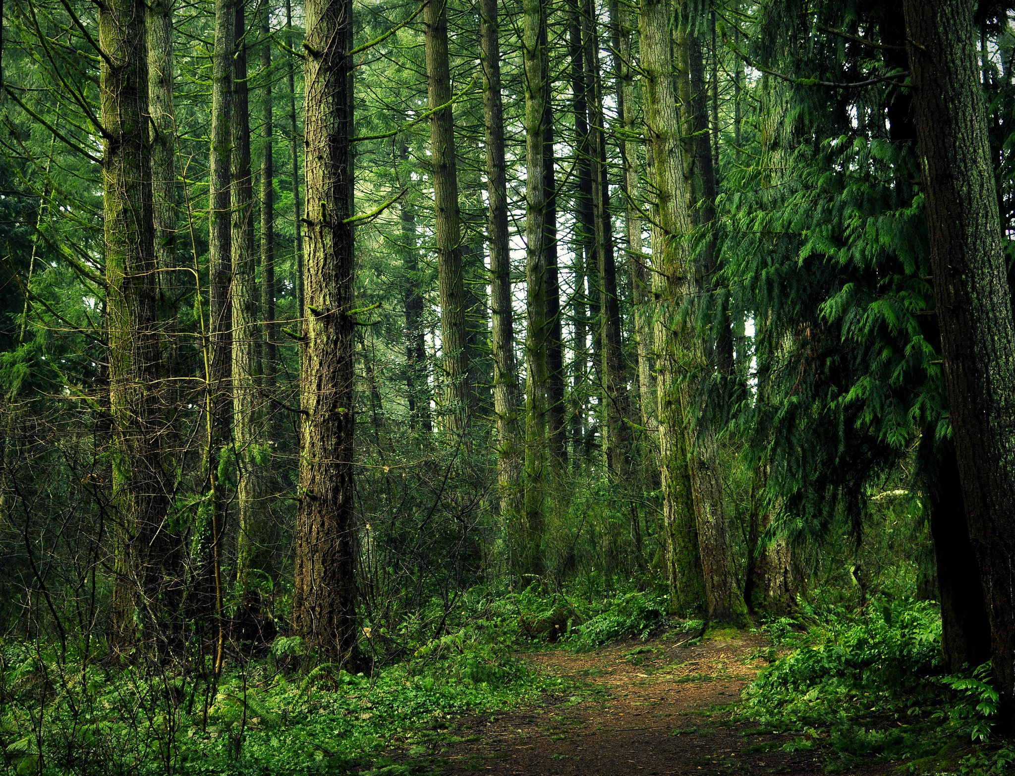 Free download wallpaper Forest, Earth on your PC desktop