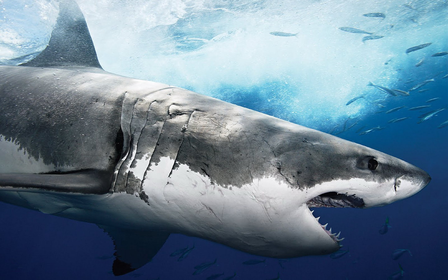 1434410 descargar imagen tiburón, animales: fondos de pantalla y protectores de pantalla gratis