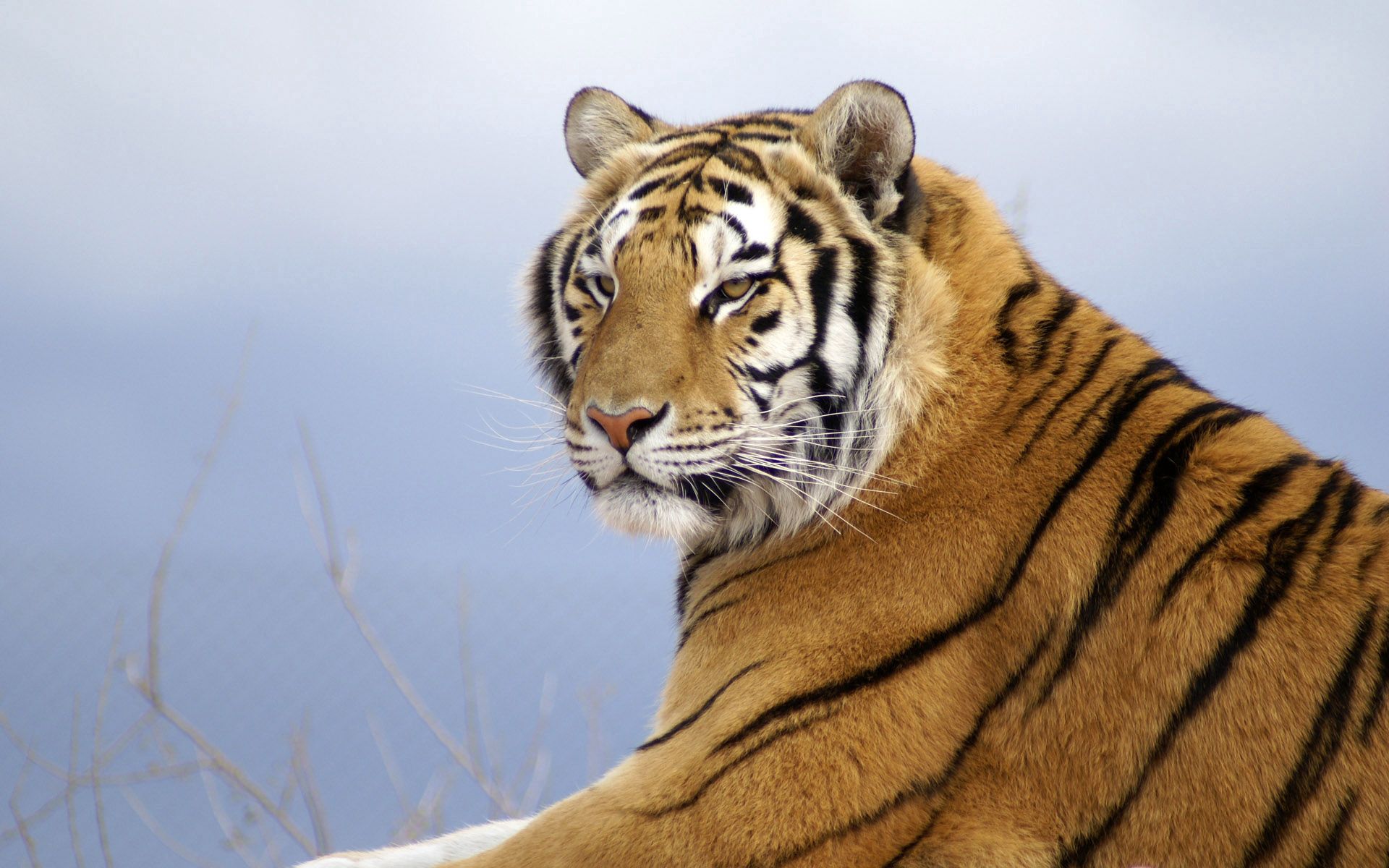 136731 скачать картинку амурский тигр, лежать, животные, хищник, полосатый - обои и заставки бесплатно