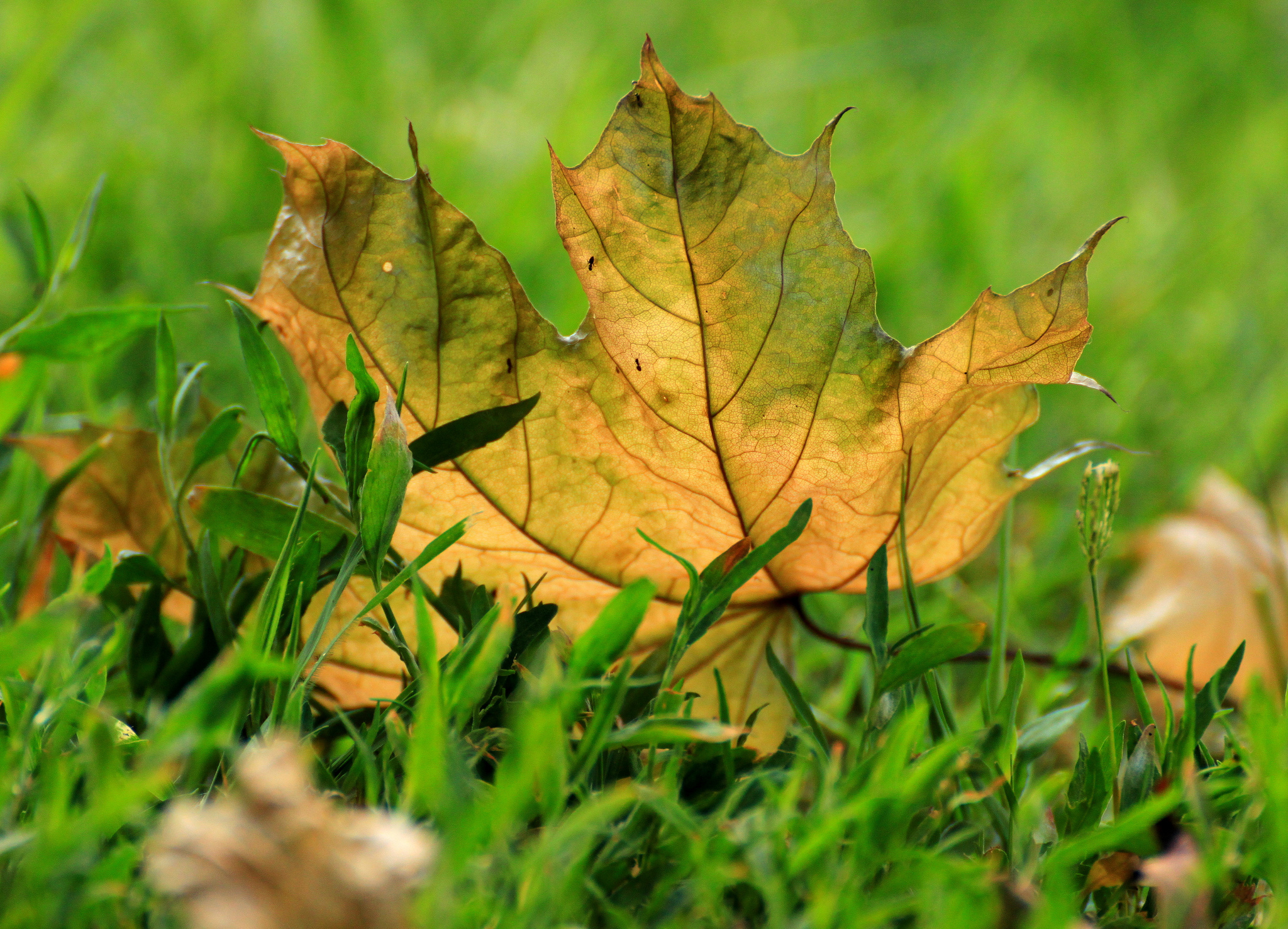 Free download wallpaper Grass, Close Up, Leaf, Earth on your PC desktop