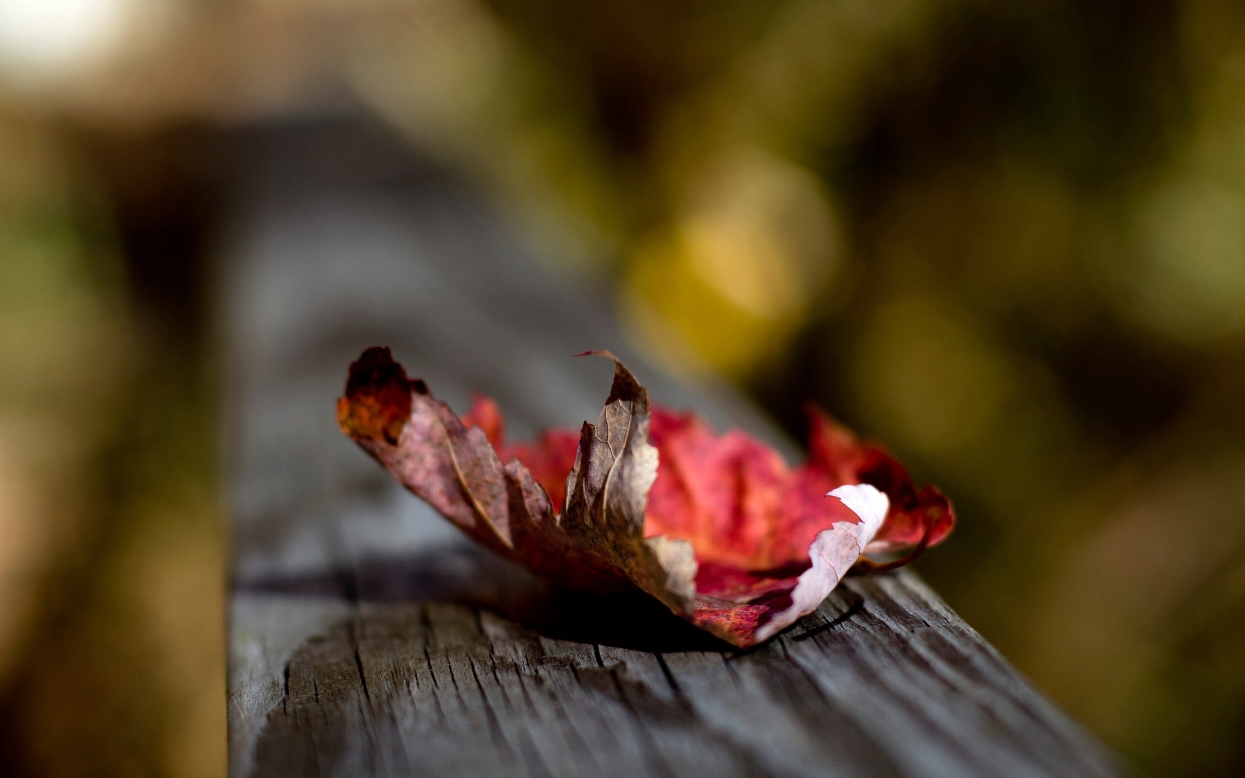 Laden Sie das Blatt, Erde/natur-Bild kostenlos auf Ihren PC-Desktop herunter