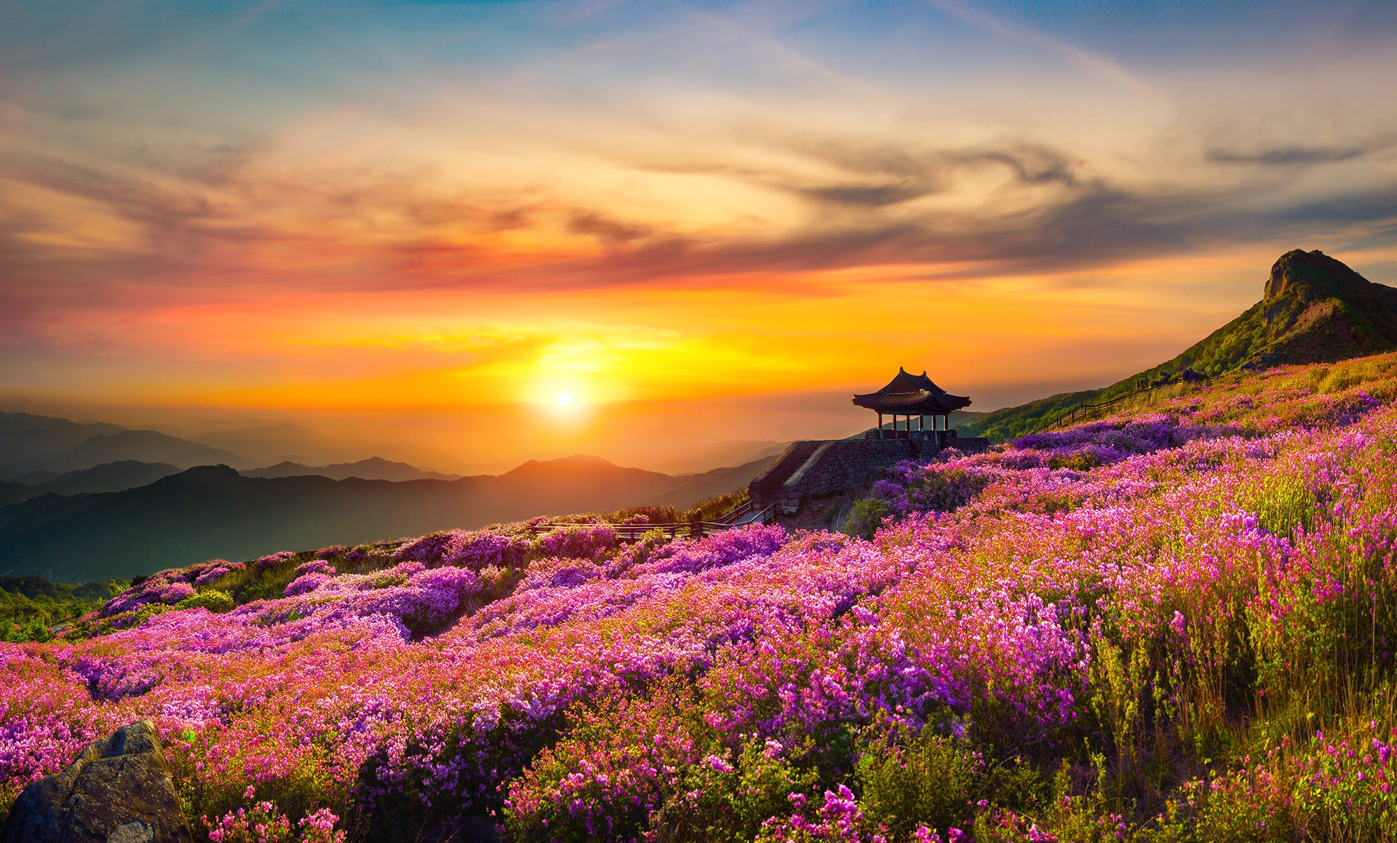 Скачати мобільні шпалери Пейзаж, Природа, Фотографія, Схід Сонця, Фіолетова Квітка безкоштовно.