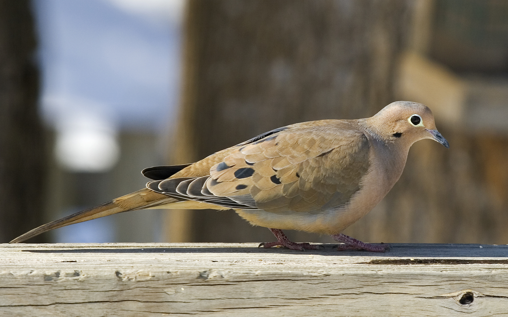 Free download wallpaper Birds, Animal, Dove on your PC desktop