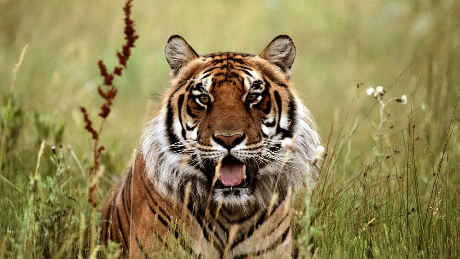 Скачати мобільні шпалери Тигр, Тварина, Коти безкоштовно.
