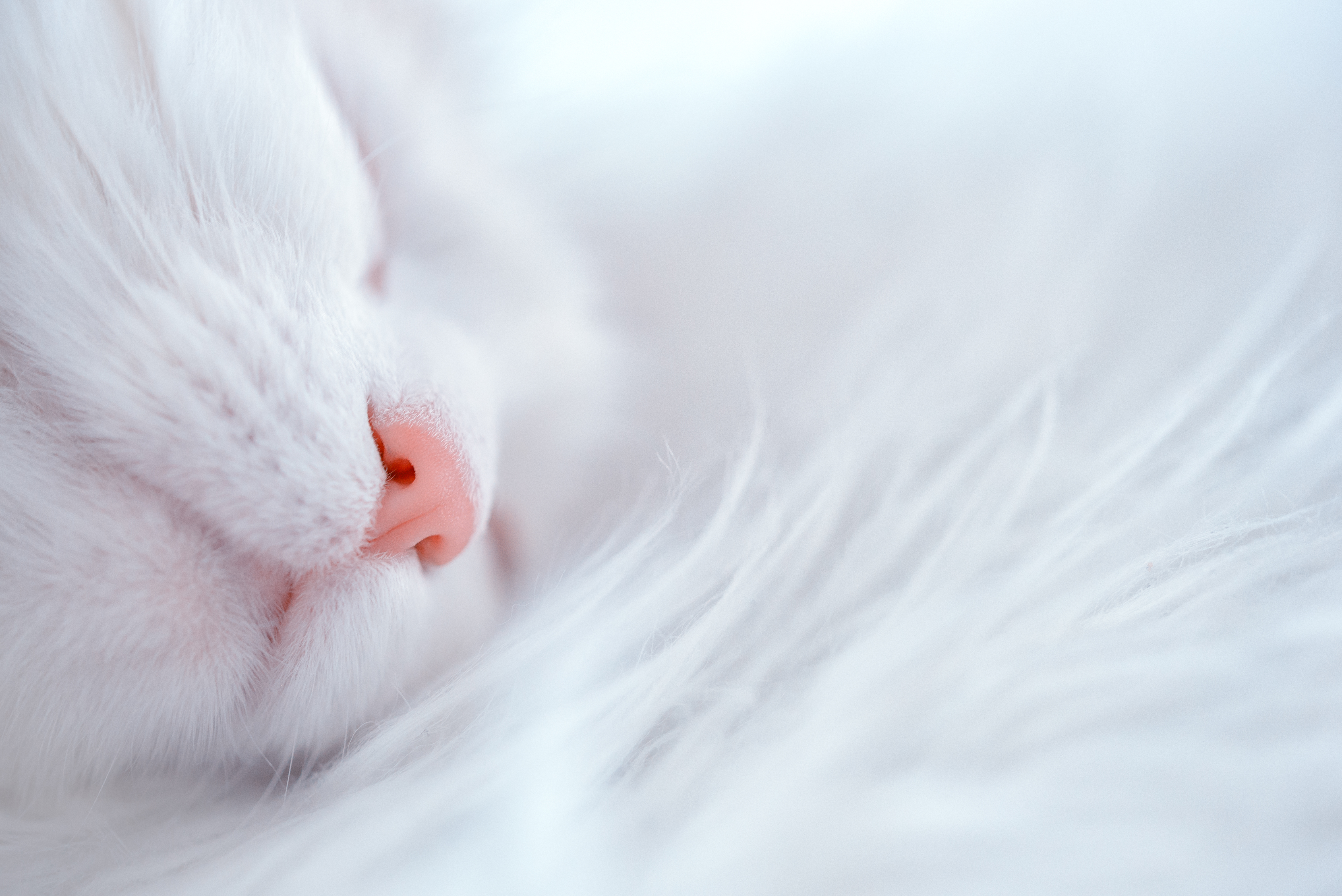 117570画像をダウンロード猫, 動物, ネコ, 銃口, 白い, 鼻, 眠っている, 眠る-壁紙とスクリーンセーバーを無料で