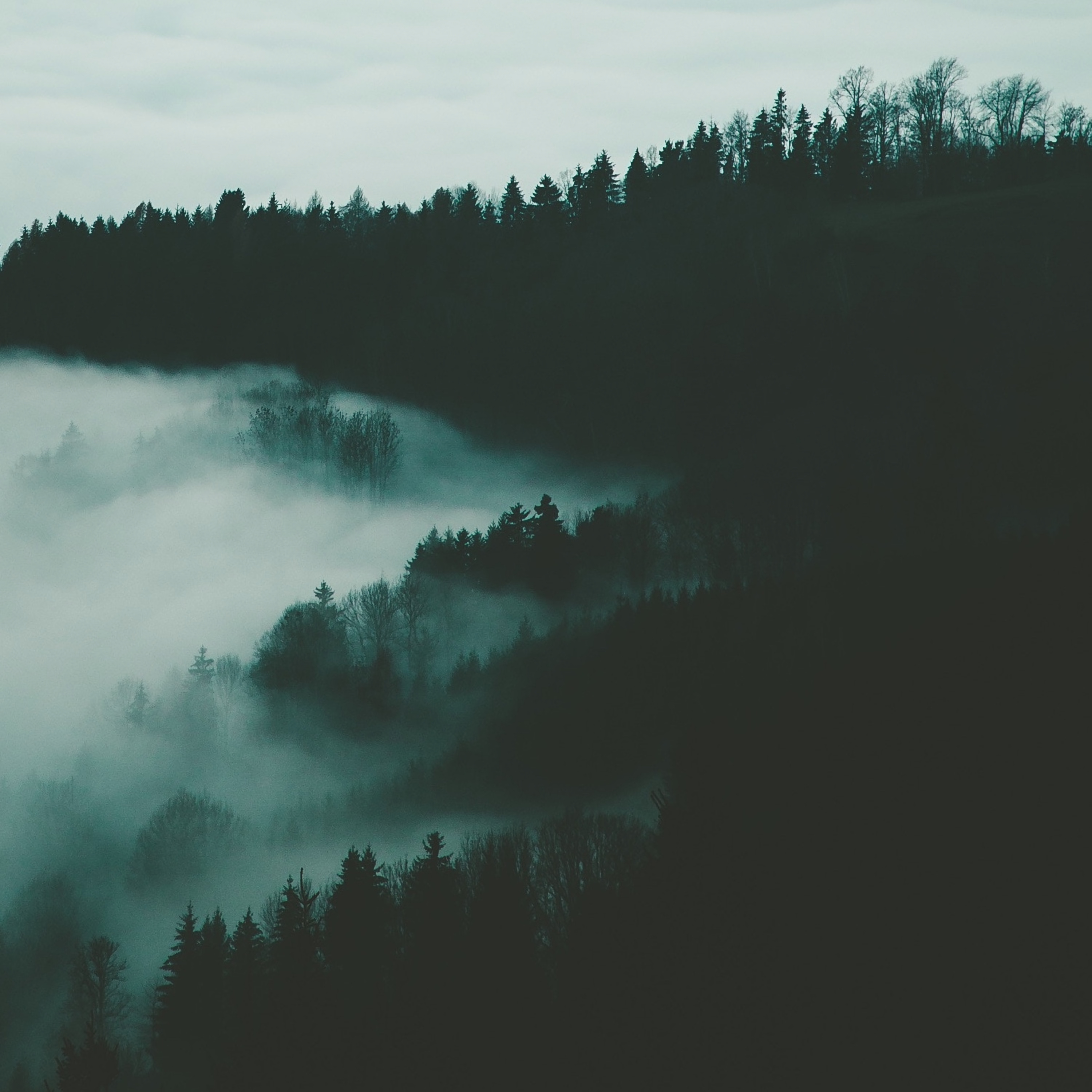 Laden Sie das Nebel, Bäume, Übernachtung, Wald, Dunkel-Bild kostenlos auf Ihren PC-Desktop herunter