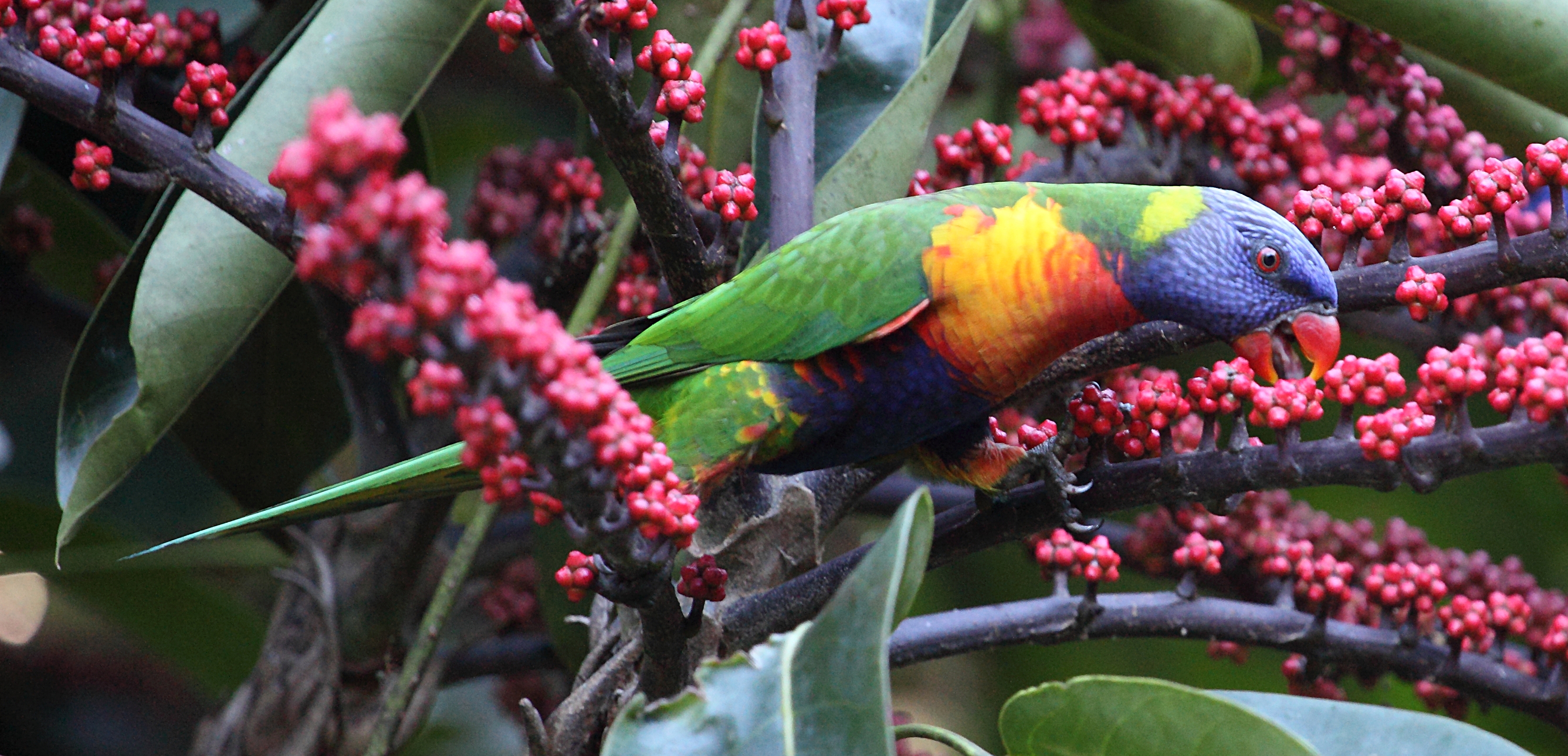 Download mobile wallpaper Rainbow Lorikeet, Berry, Branch, Parrot, Bird, Birds, Animal for free.