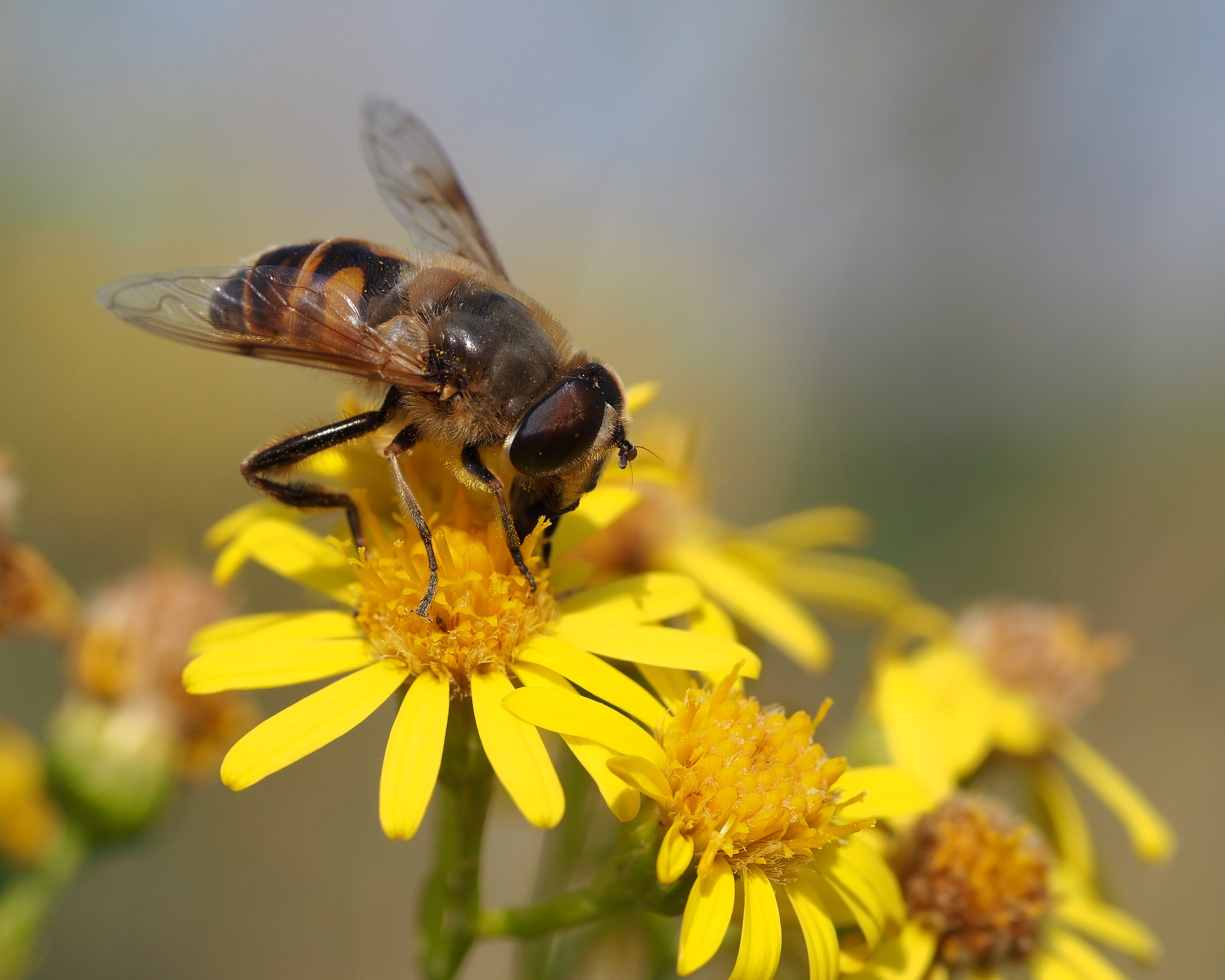 Скачати мобільні шпалери Квітка, Тварина, Hoverfly безкоштовно.