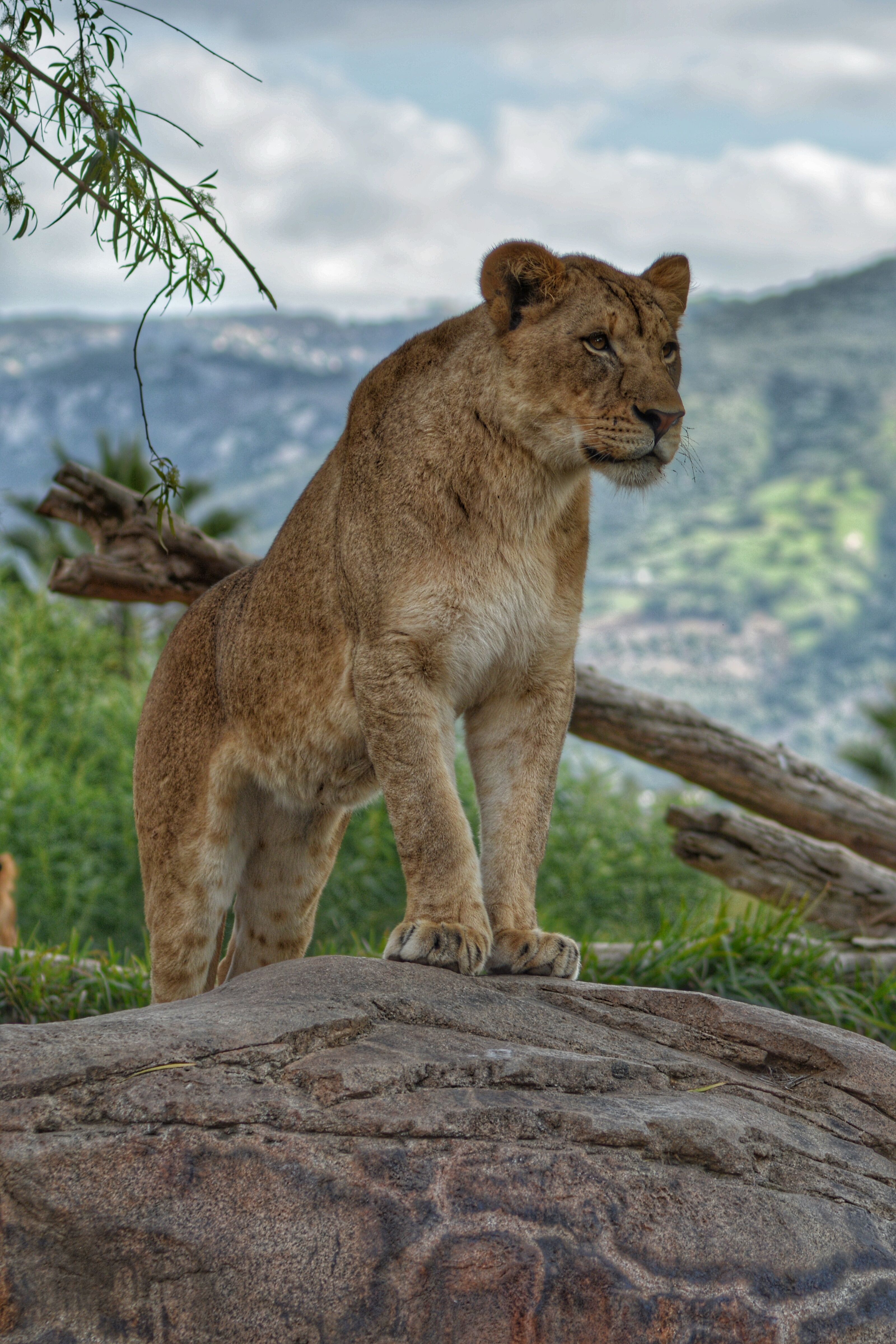 Download mobile wallpaper Animals, Predator, Animal, Lioness for free.