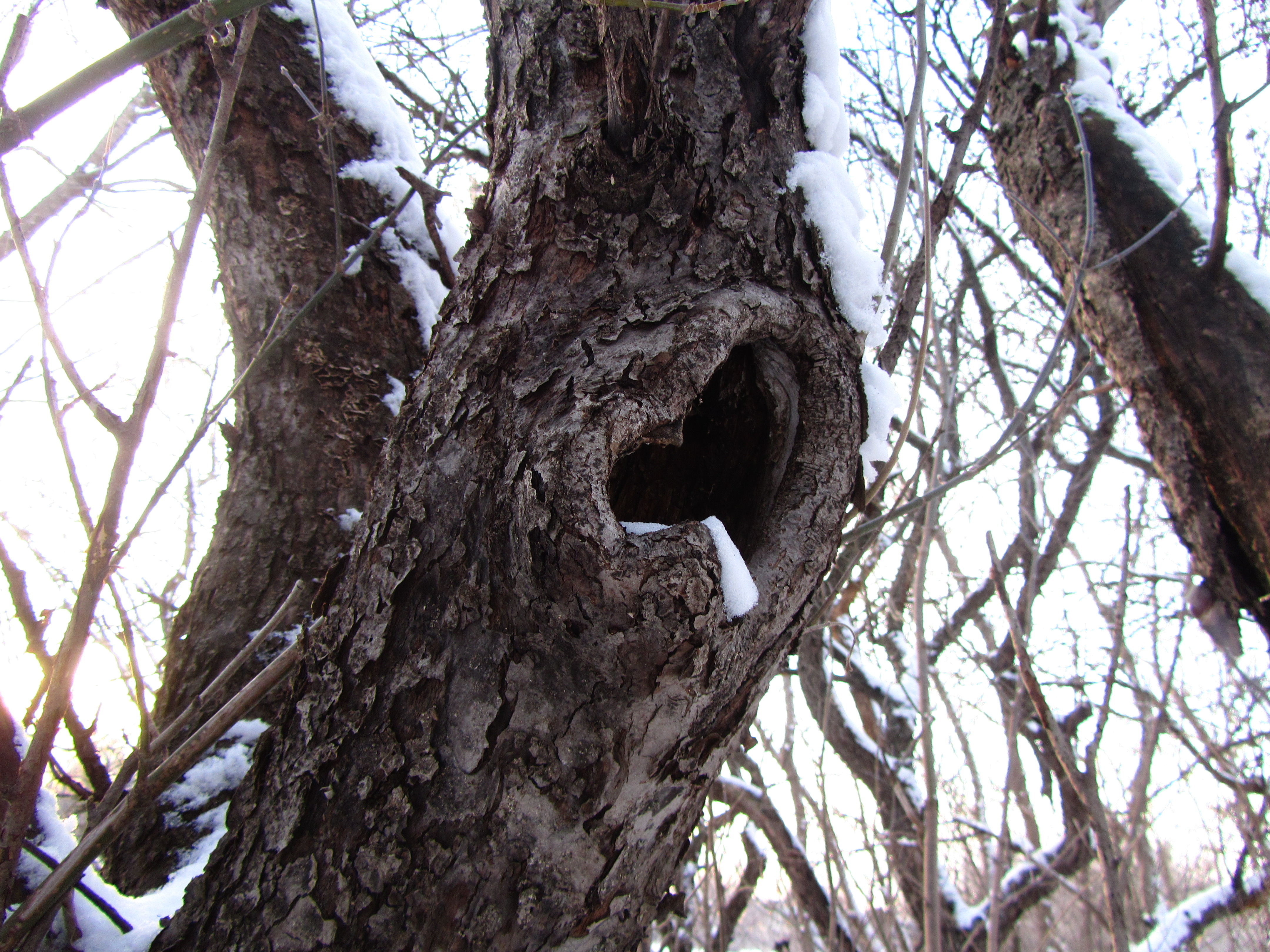 Téléchargez gratuitement l'image Arbre, Terre/nature sur le bureau de votre PC