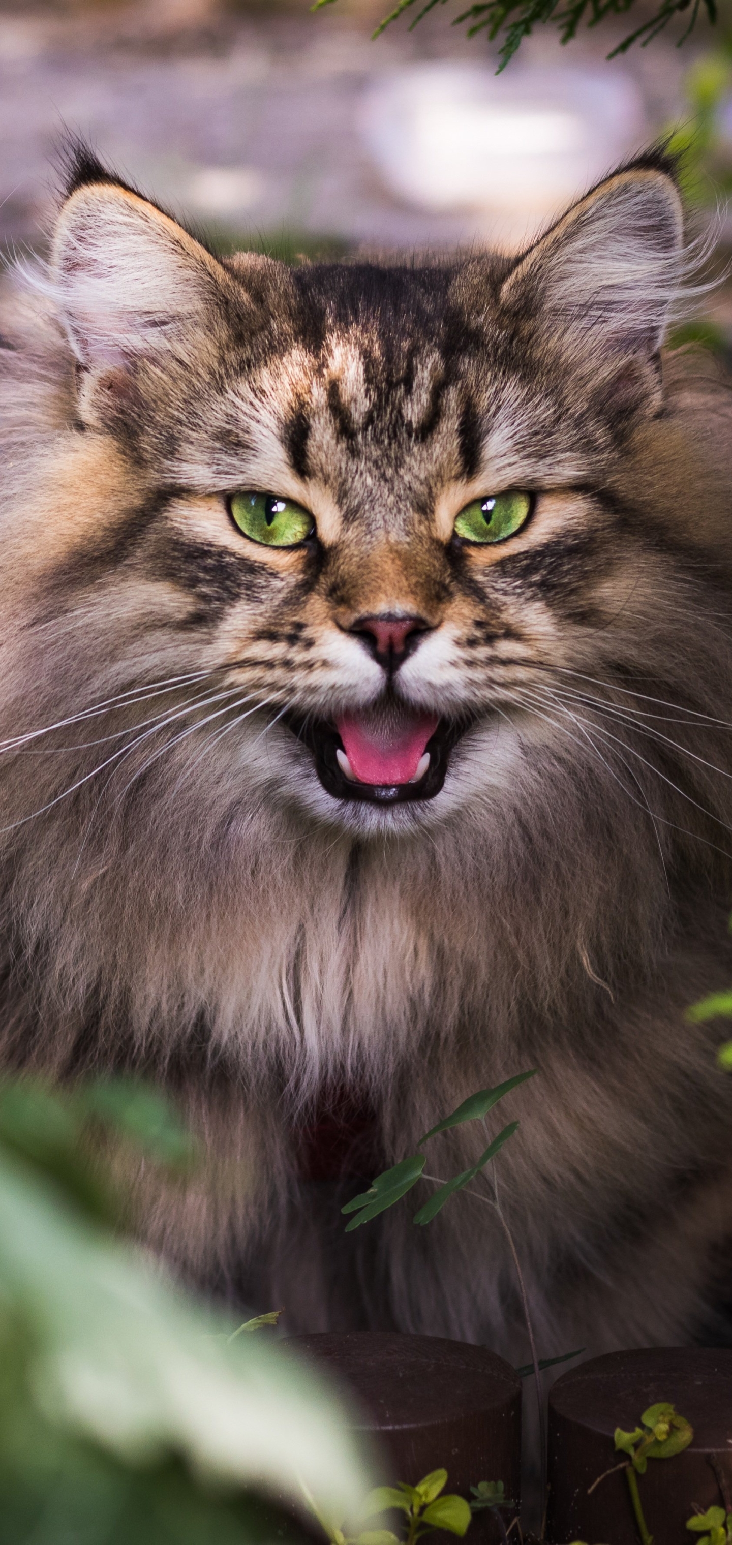 Baixe gratuitamente a imagem Animais, Gatos, Gato na área de trabalho do seu PC