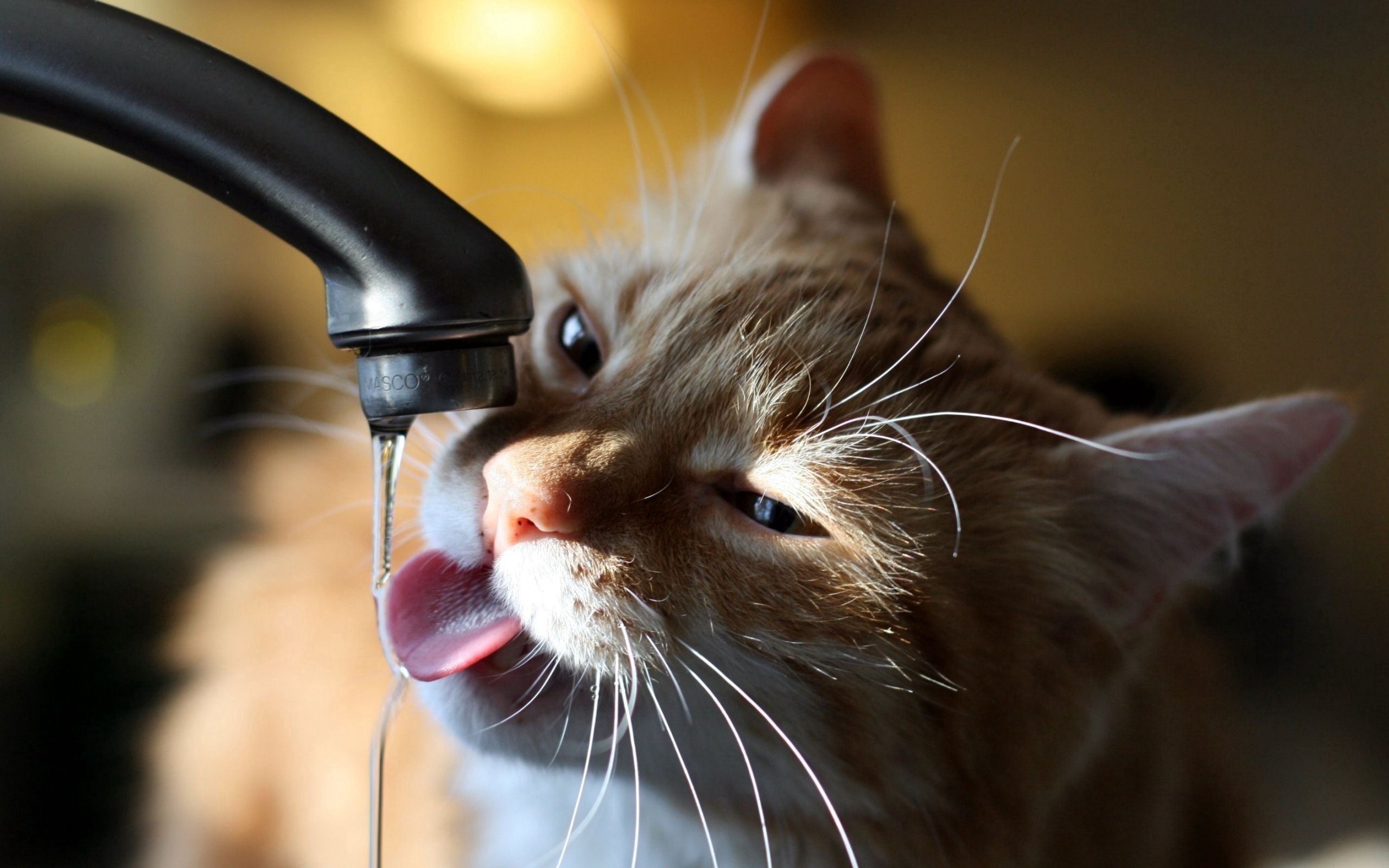 130368 скачать картинку животные, вода, кот, кран, жажда - обои и заставки бесплатно