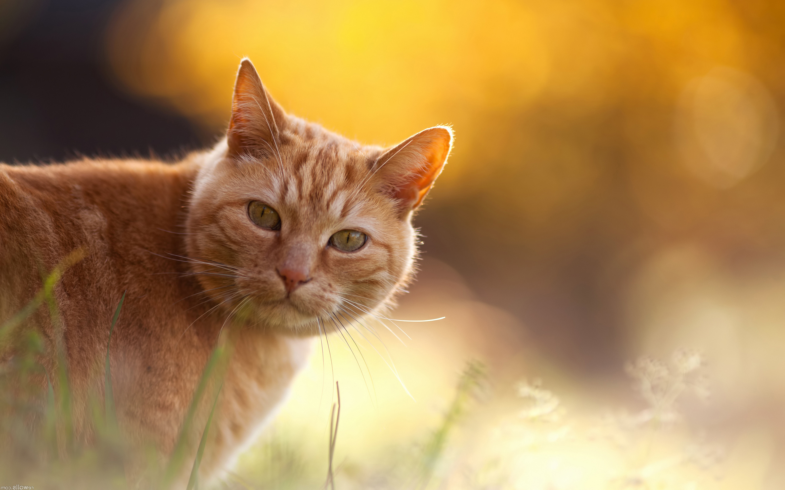 Téléchargez gratuitement l'image Animaux, Chats, Chat sur le bureau de votre PC