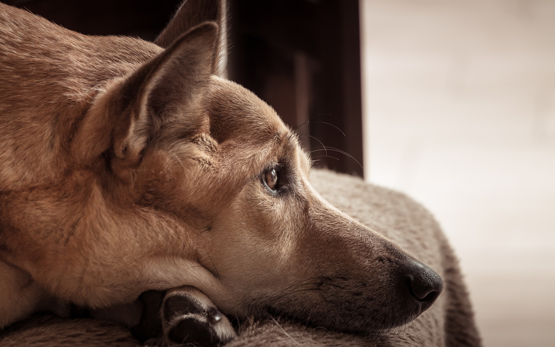 Handy-Wallpaper Tiere, Hunde, Hund kostenlos herunterladen.