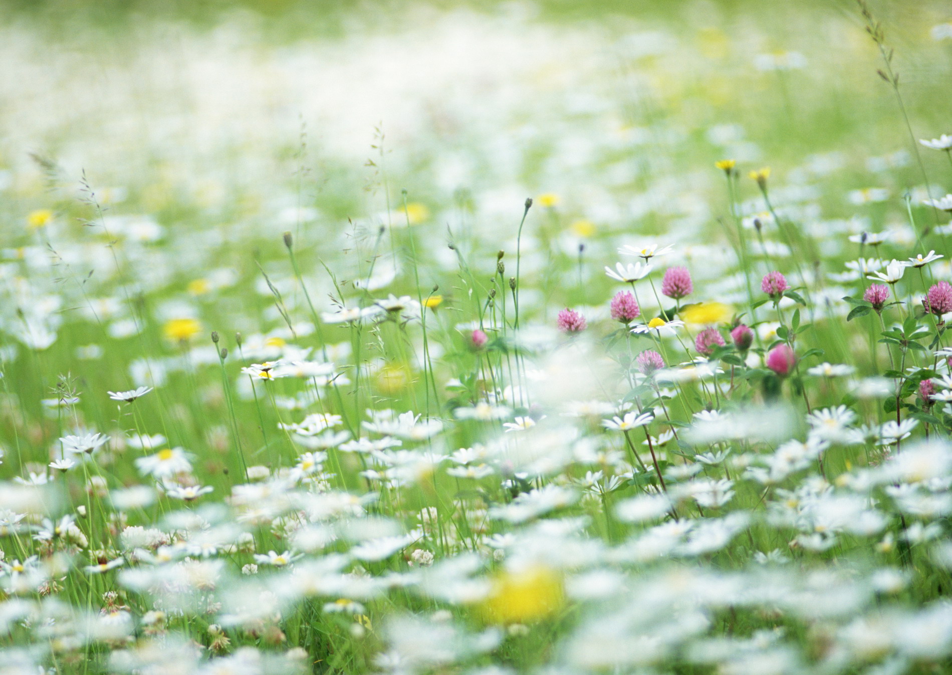 Téléchargez gratuitement l'image Fleurs, Fleur, Terre/nature sur le bureau de votre PC