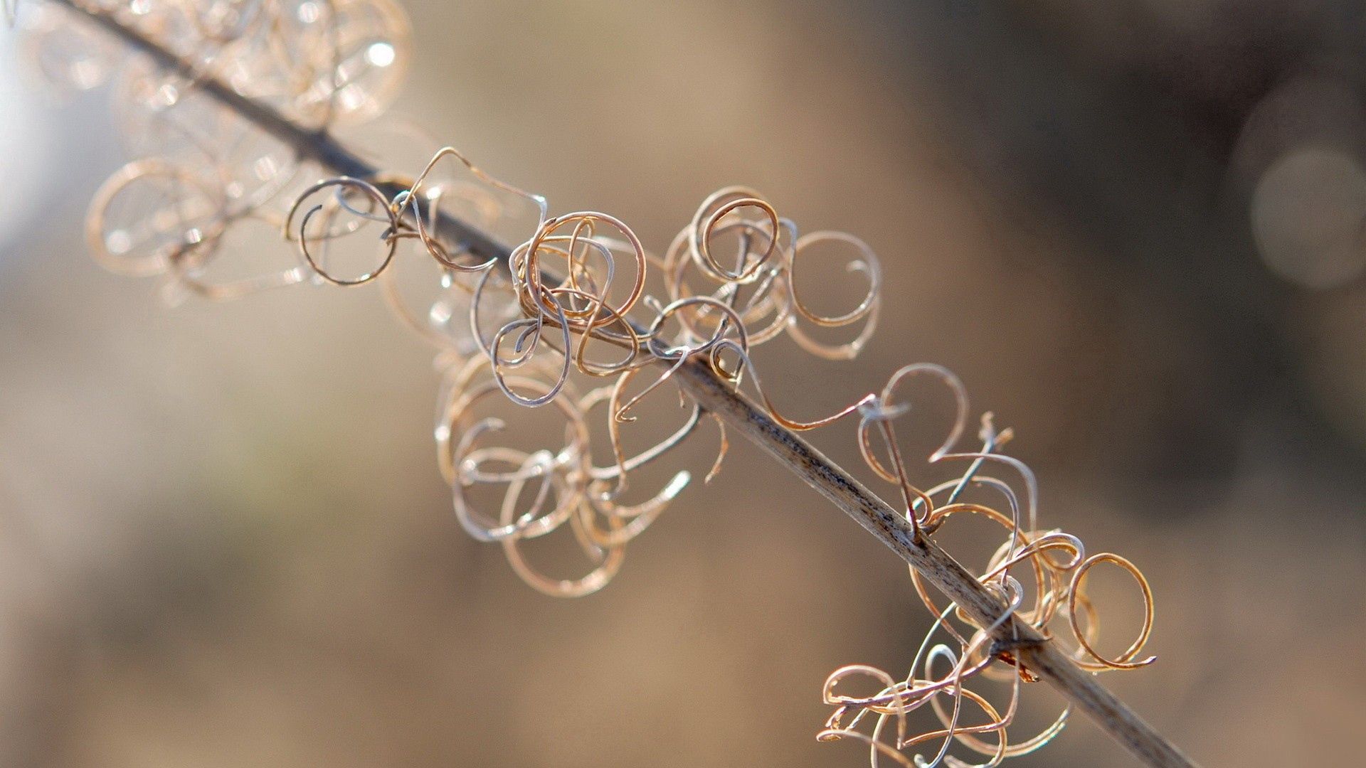 Download mobile wallpaper Macro, Branch, Glare, Wire, Circles for free.