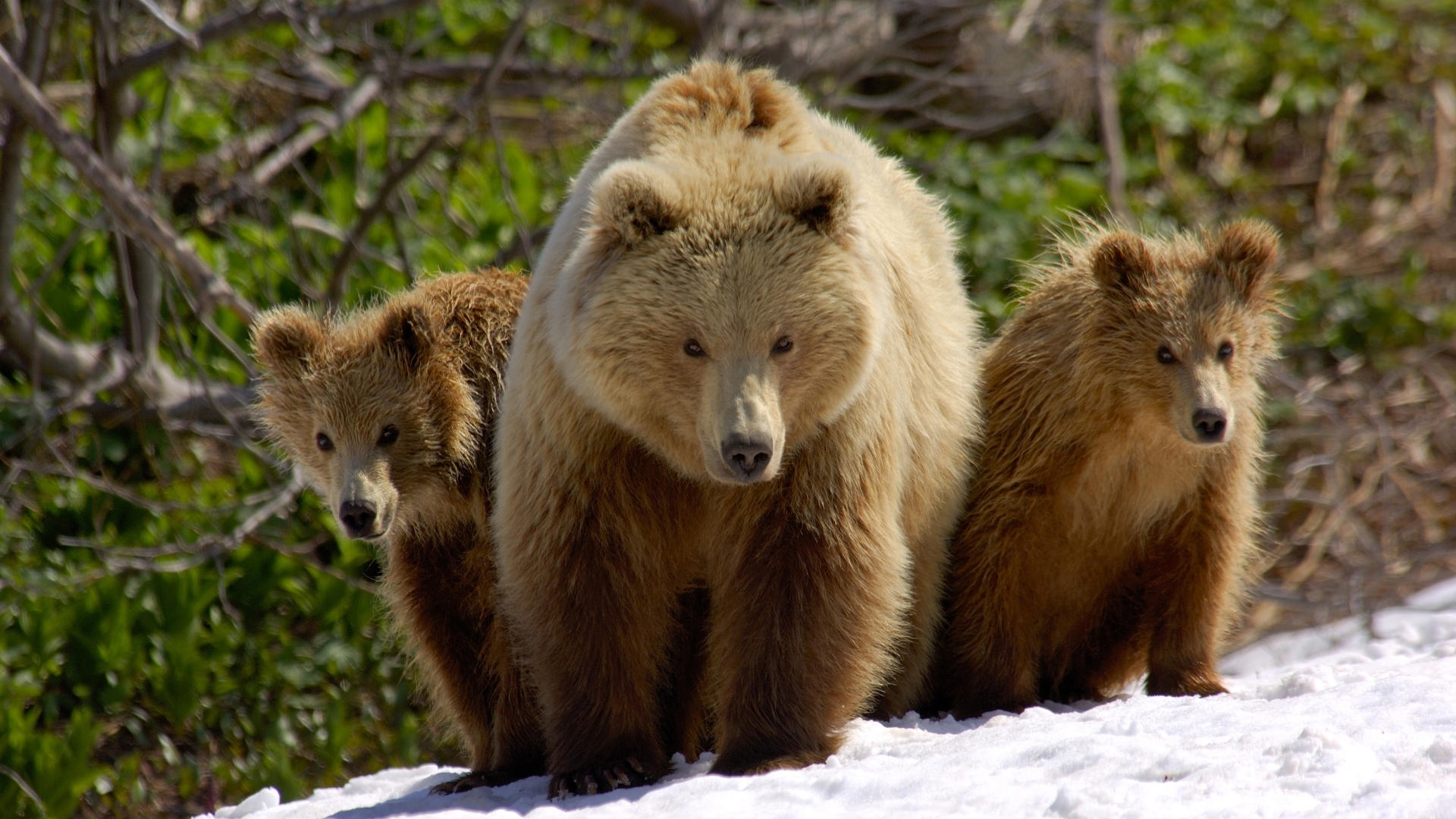 Laden Sie das Bären, Bär, Tiere-Bild kostenlos auf Ihren PC-Desktop herunter