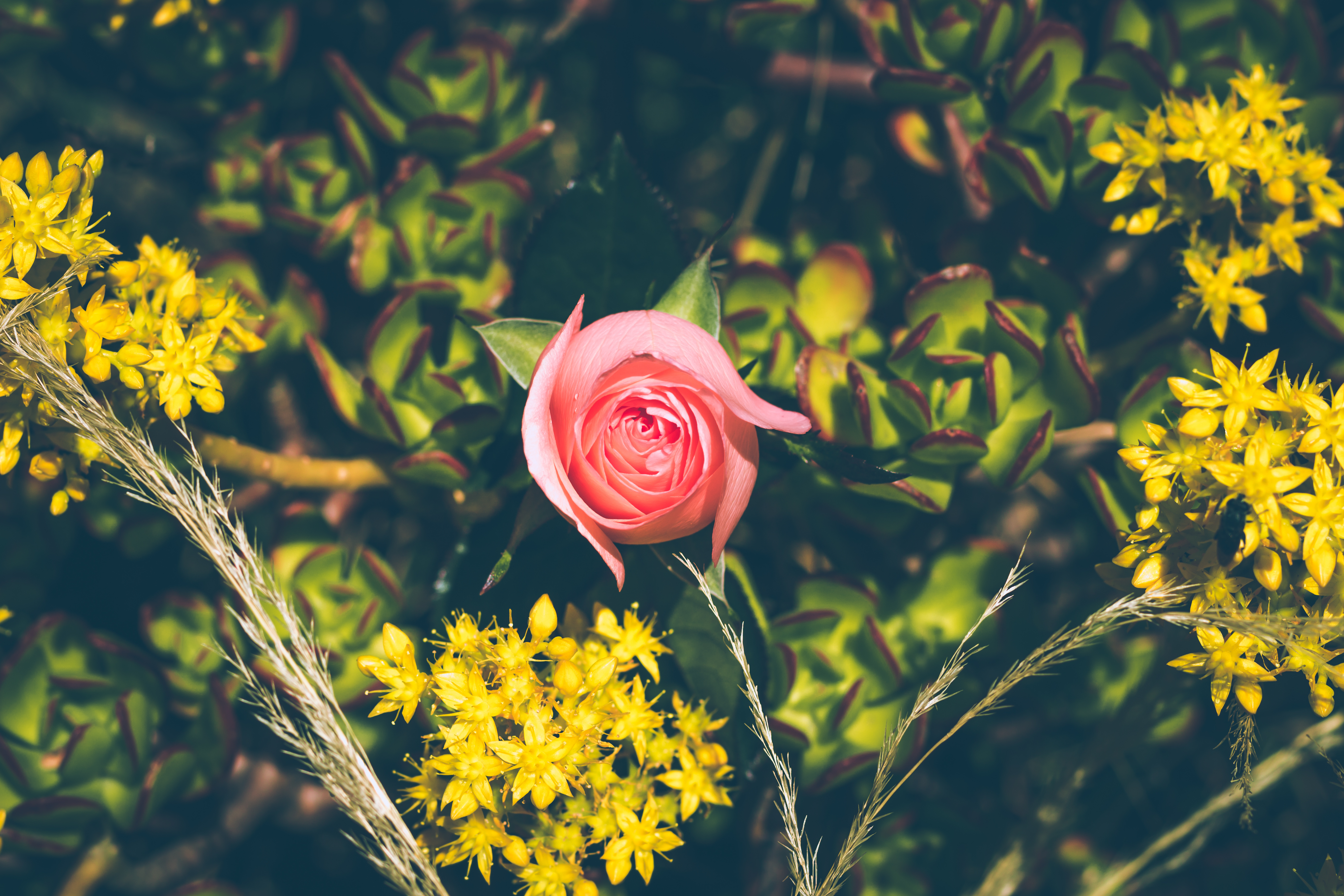 Free download wallpaper Bud, Branches, Rose, Flowers, Rose Flower on your PC desktop
