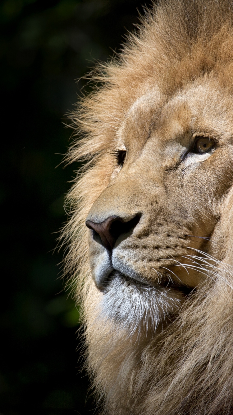 Téléchargez des papiers peints mobile Lion, Chats, Animaux gratuitement.